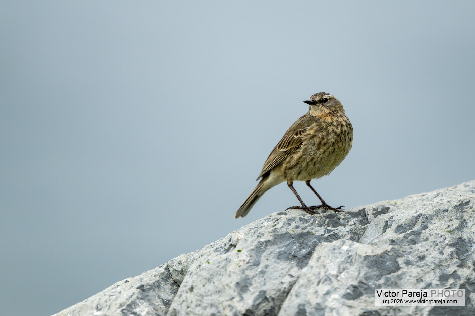 Strandpieper / Rock Pipit / Bisbita costero (Anthus petrosus)