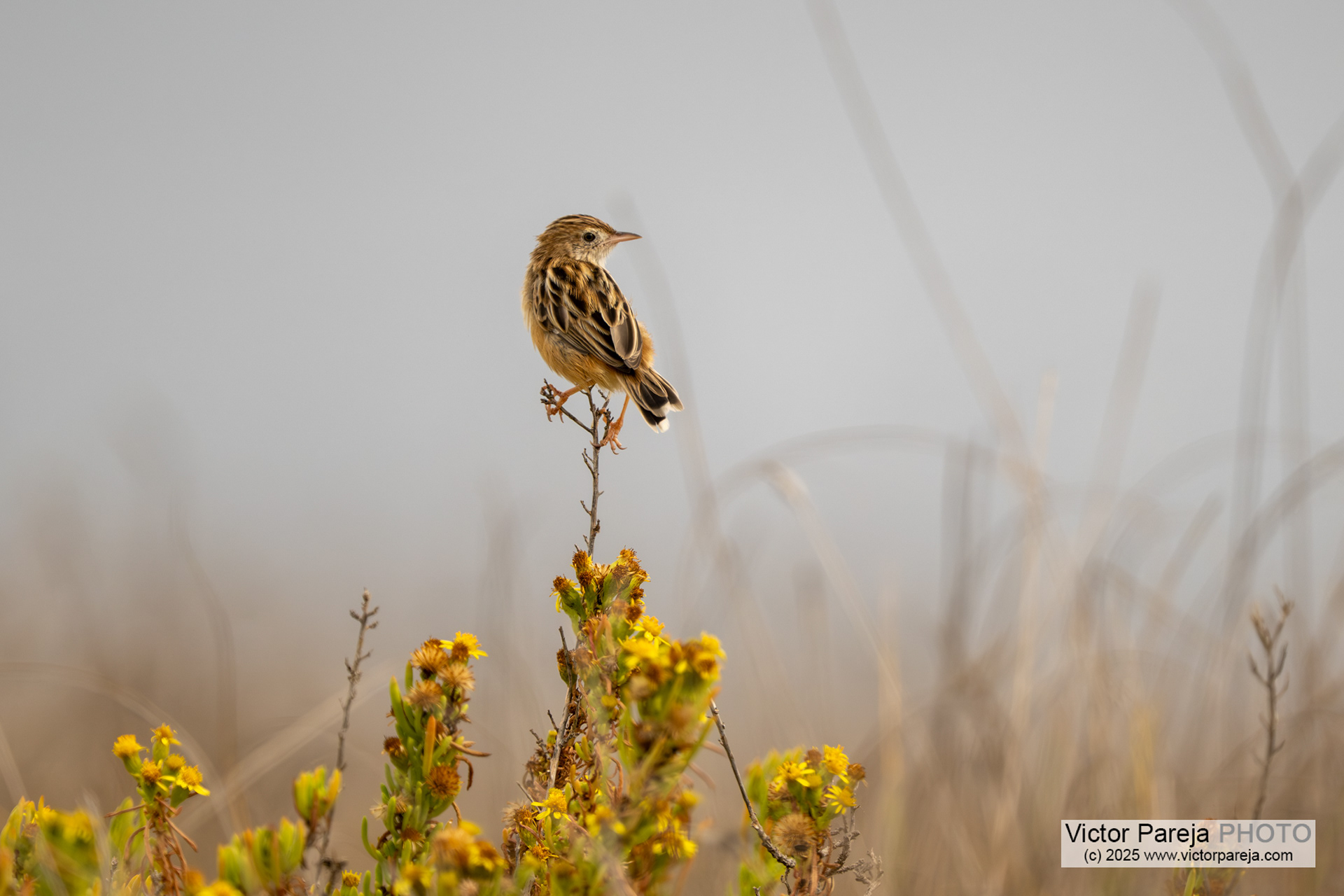 Zistensänger (Zitting Cisticola) Cisticola juncidis [Malta]