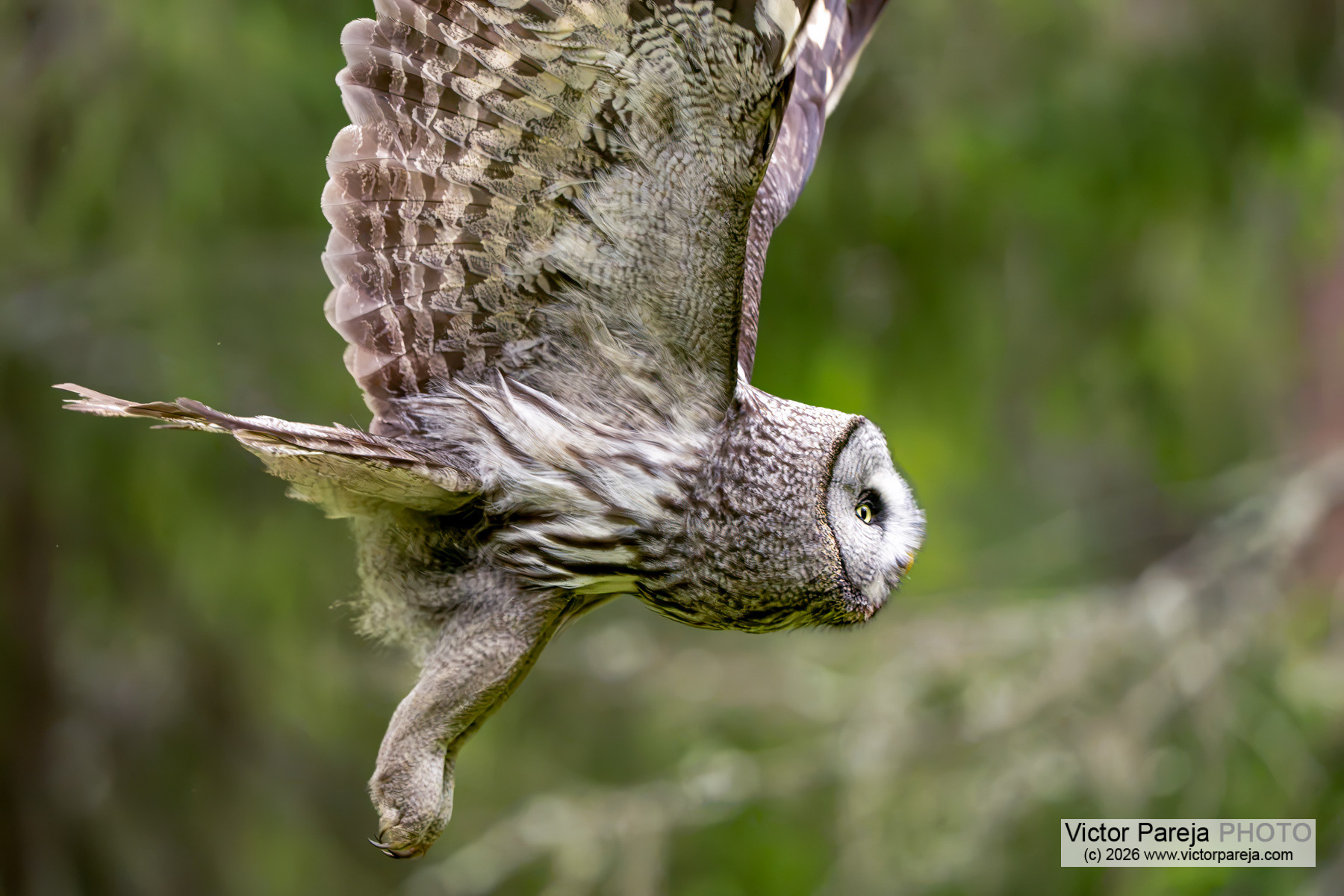Bartkauz / Great Grey Owl / Cárabo lapón (Strix nebulosa)