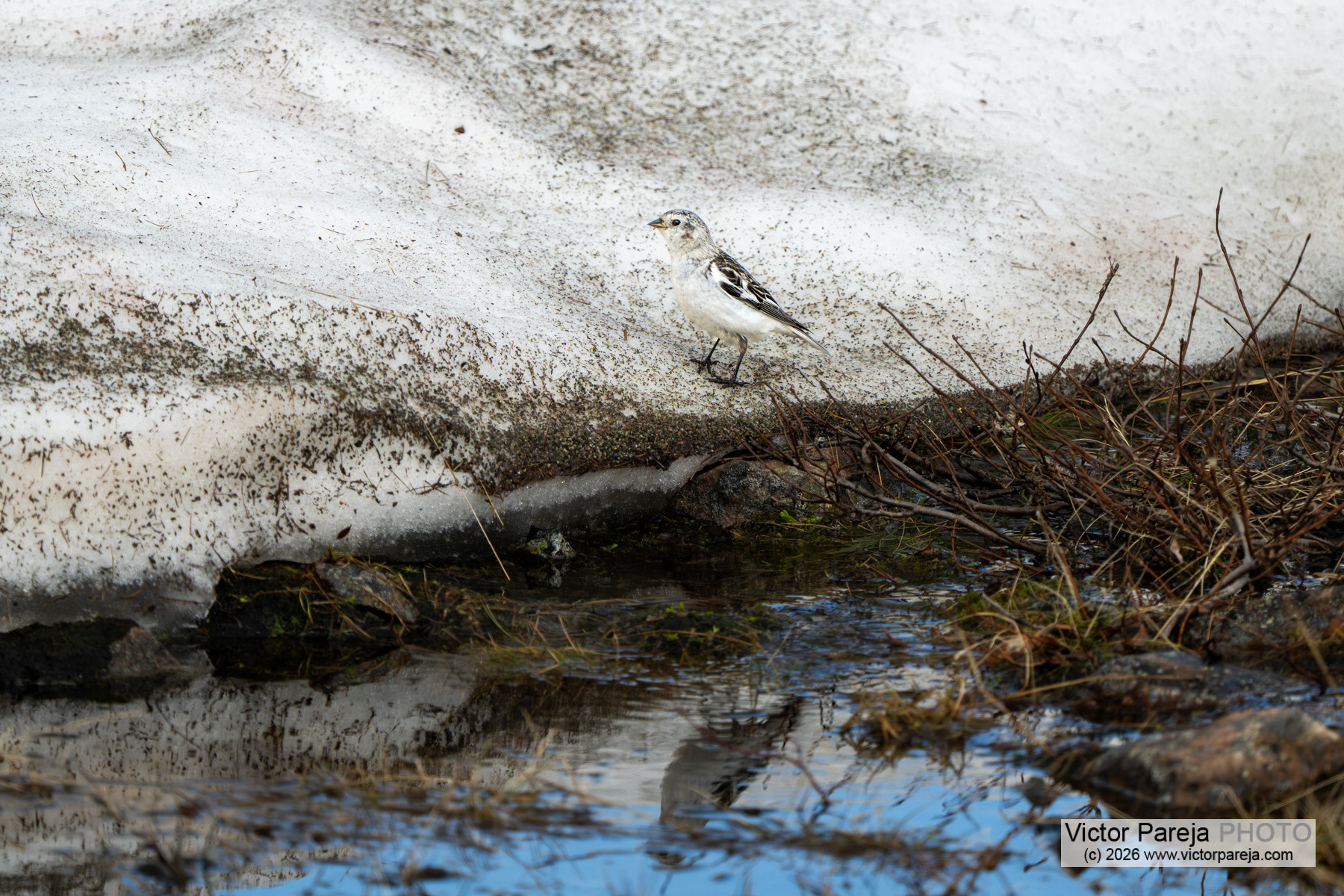 Schneeammer / Snow Bunting / Escribano nival (Plectrophenax nivalis)