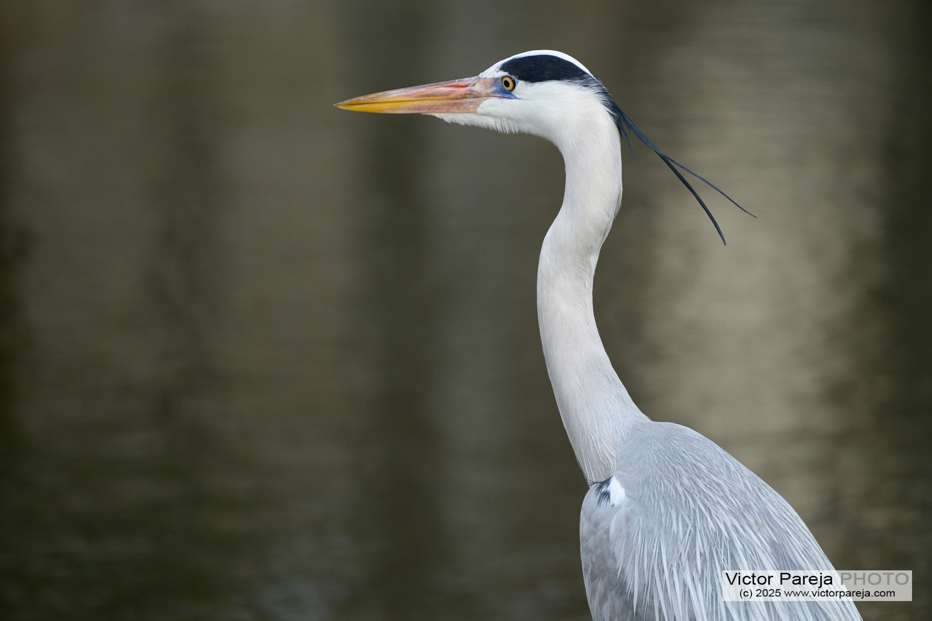Graureiher (Grey heron) Ardea cinerea