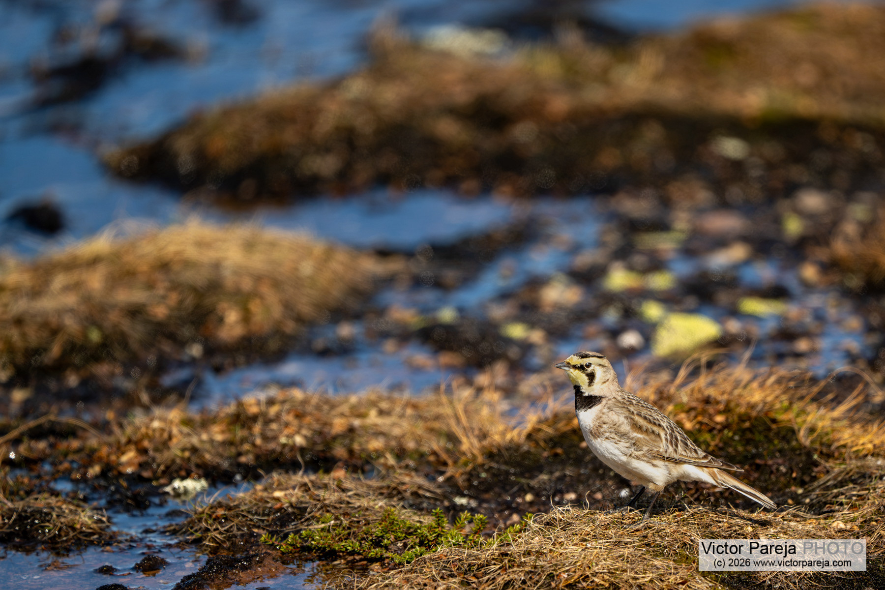 Ohrenlerche / Horned Lark / Alondra cornuda (Eremophila alpestris)