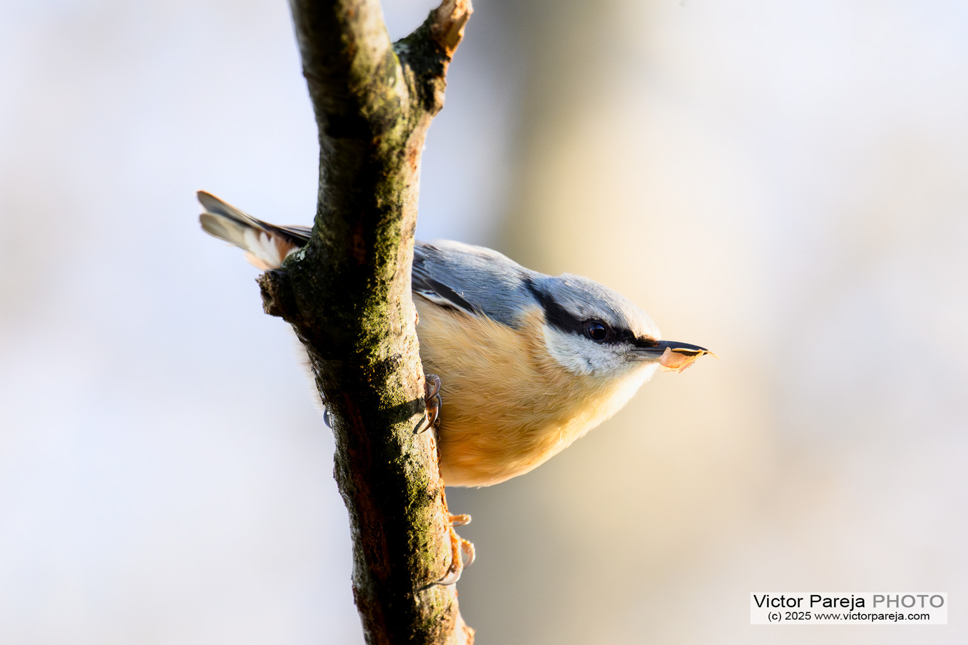 Kleiber (Nuthatch) Sitta europaea