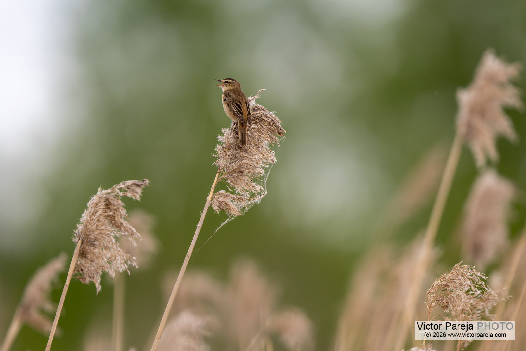 Schilfrohrsänger / Sedge Warbler / Carricerín común (Acrocephalus schoenobaenus)
