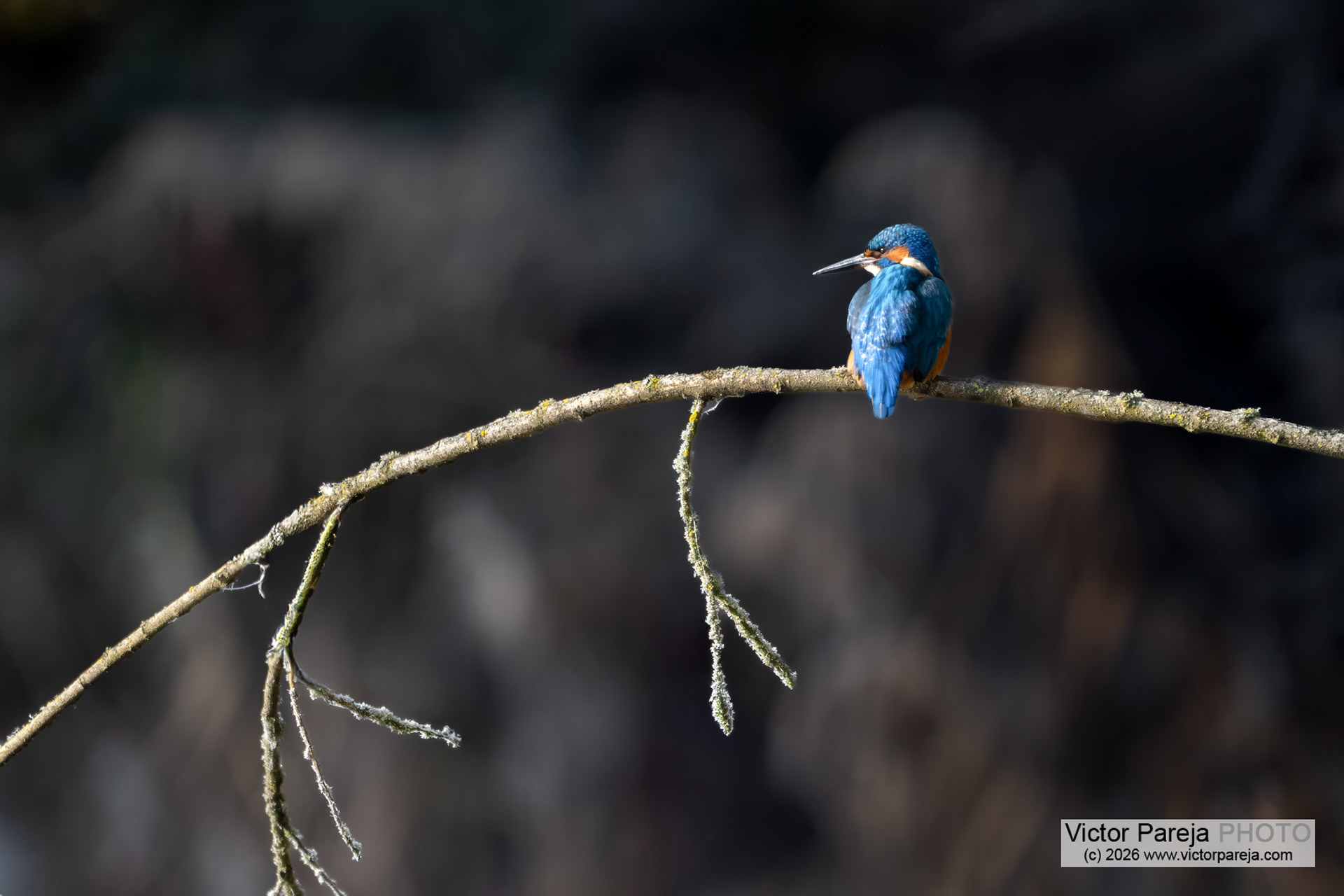 Eisvogel (Kingfisher) Alcedo atthis