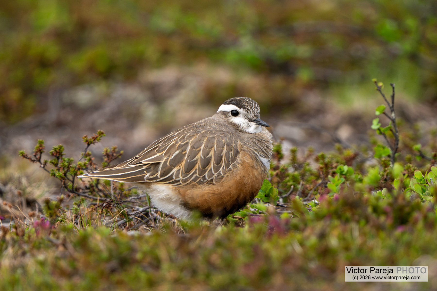 Mornellregenpfeifer / Eurasian Dotterel / Chorlito carambolo (Charadrius morinellus)