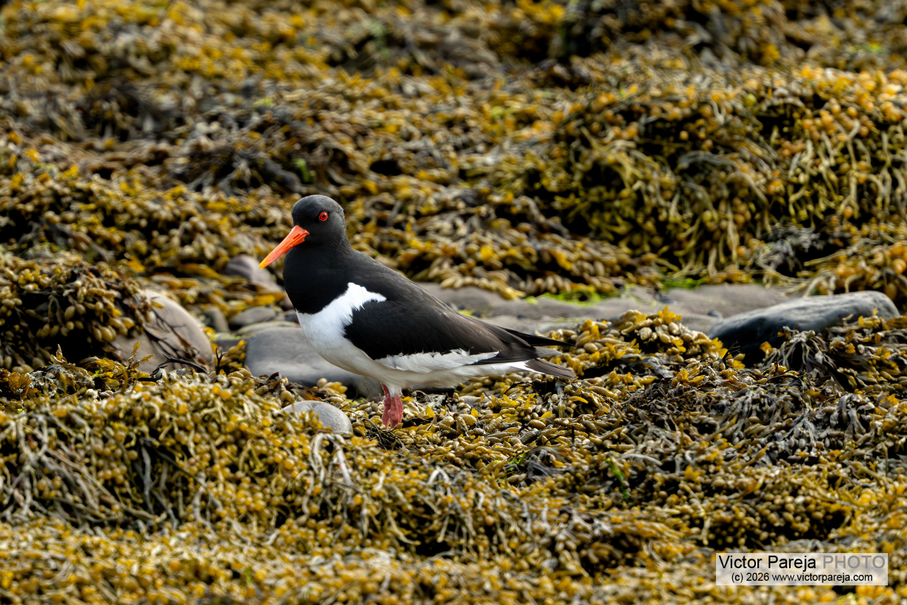 Austernfischer / Eurasian Oystercatcher / Ostrero euroasiático (Haematopus ostralegus)