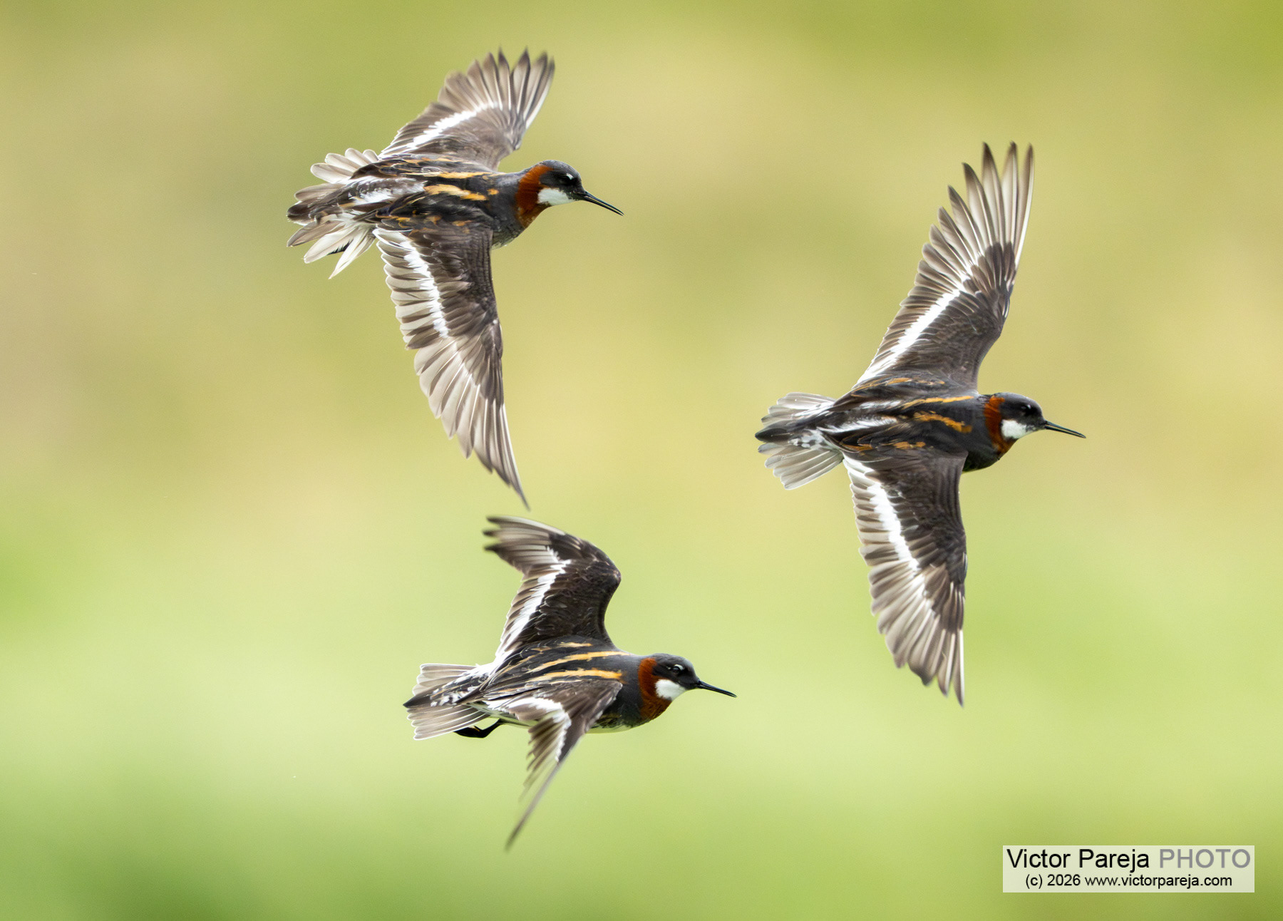 Odinshühnchen / Red-necked Phalarope / Falaropo picofino (Phalaropus lobatus)