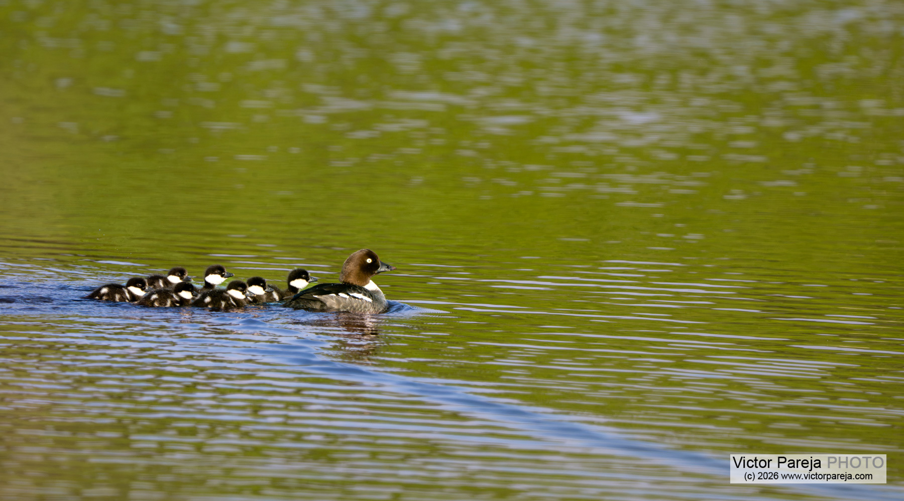 Schellente / Common Goldeneye / Porrón osculado (Bucephala clangula)
