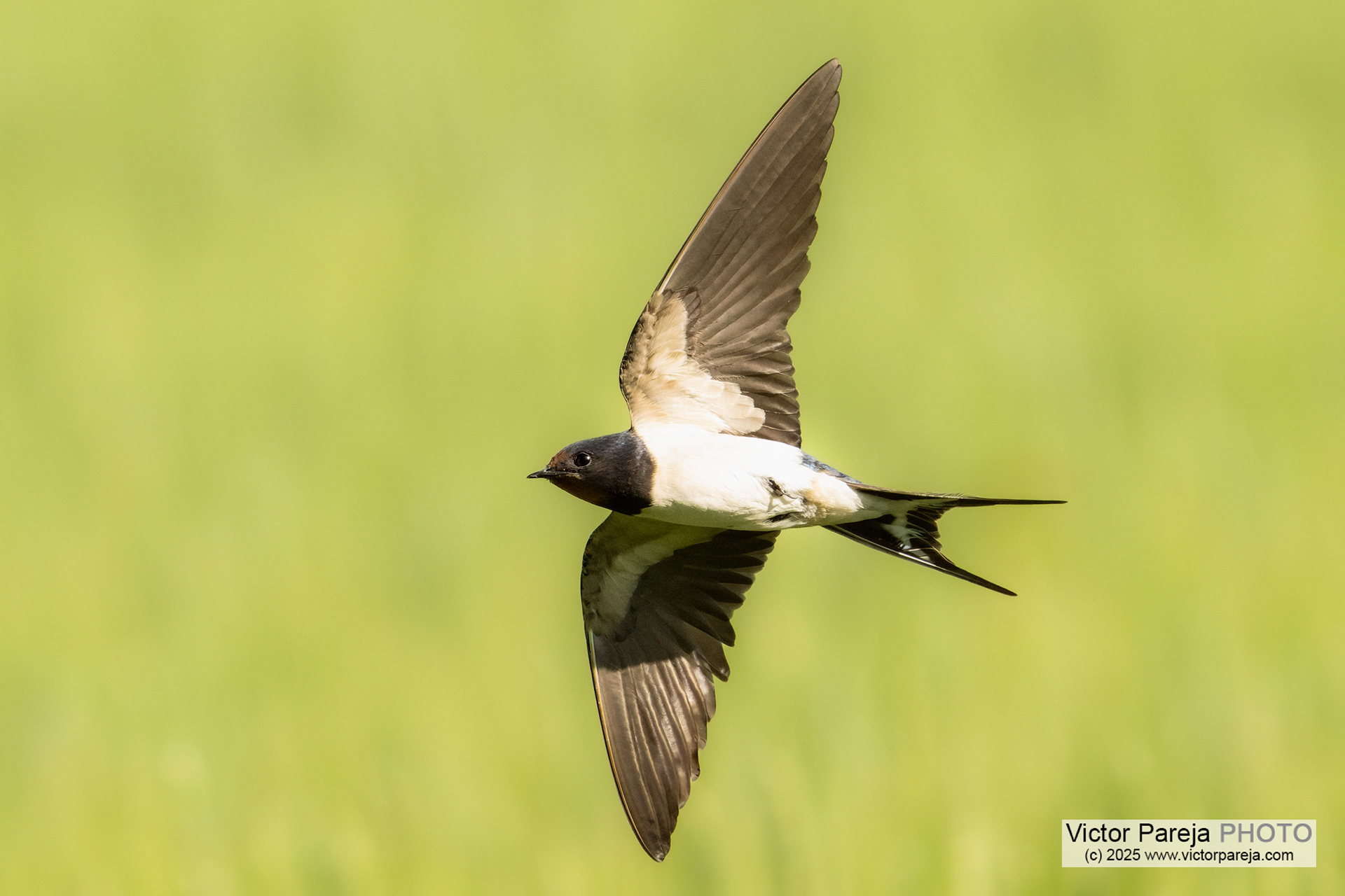 Rauchschwalbe (Barn Swallow) Hirundo rustica [Baden-Württemberg, Deutschland]