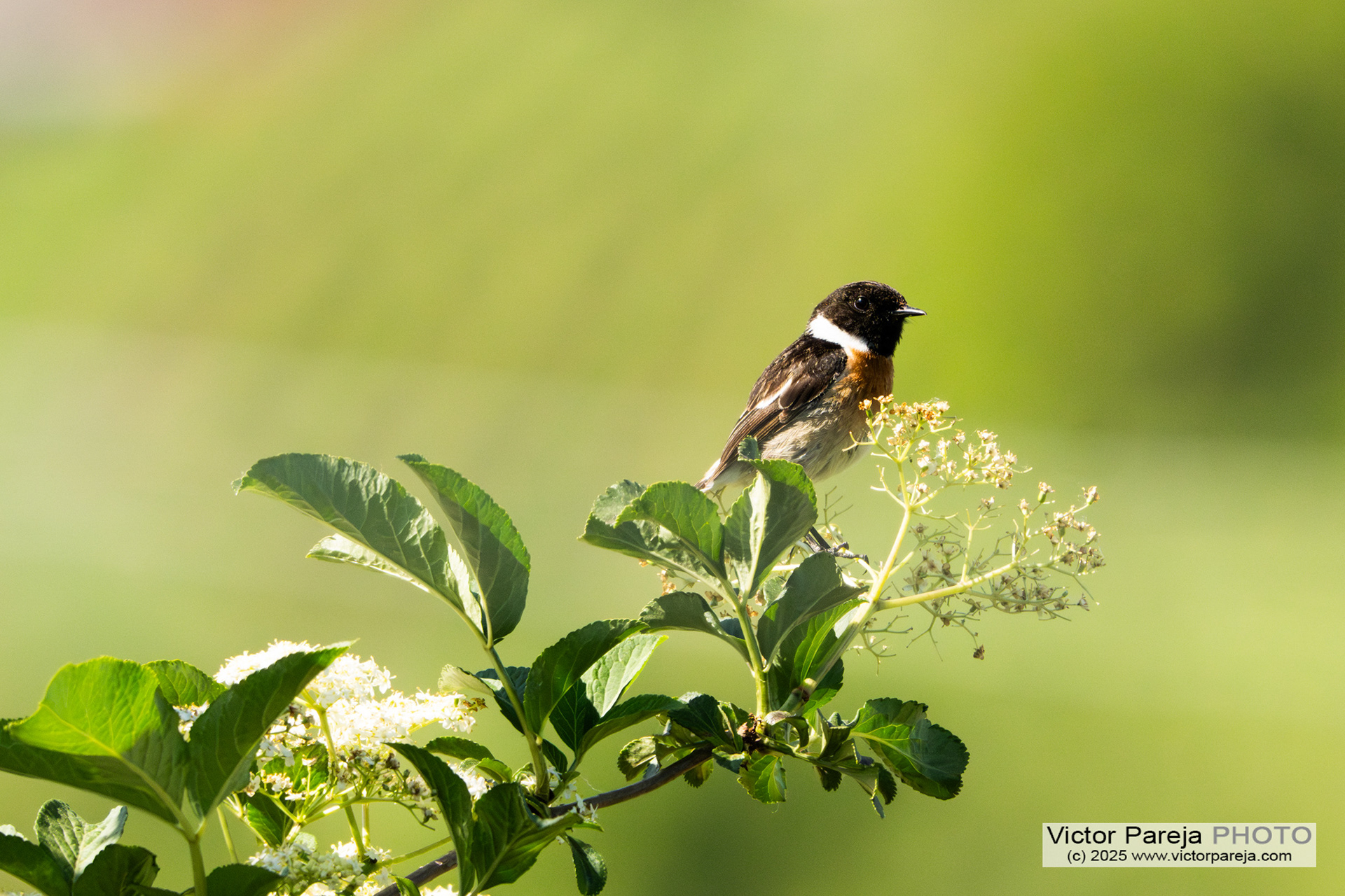 Schwarzkelchen (European stonechat) Saxicola rubicola [Baden-Württemberg, Deutschland]
