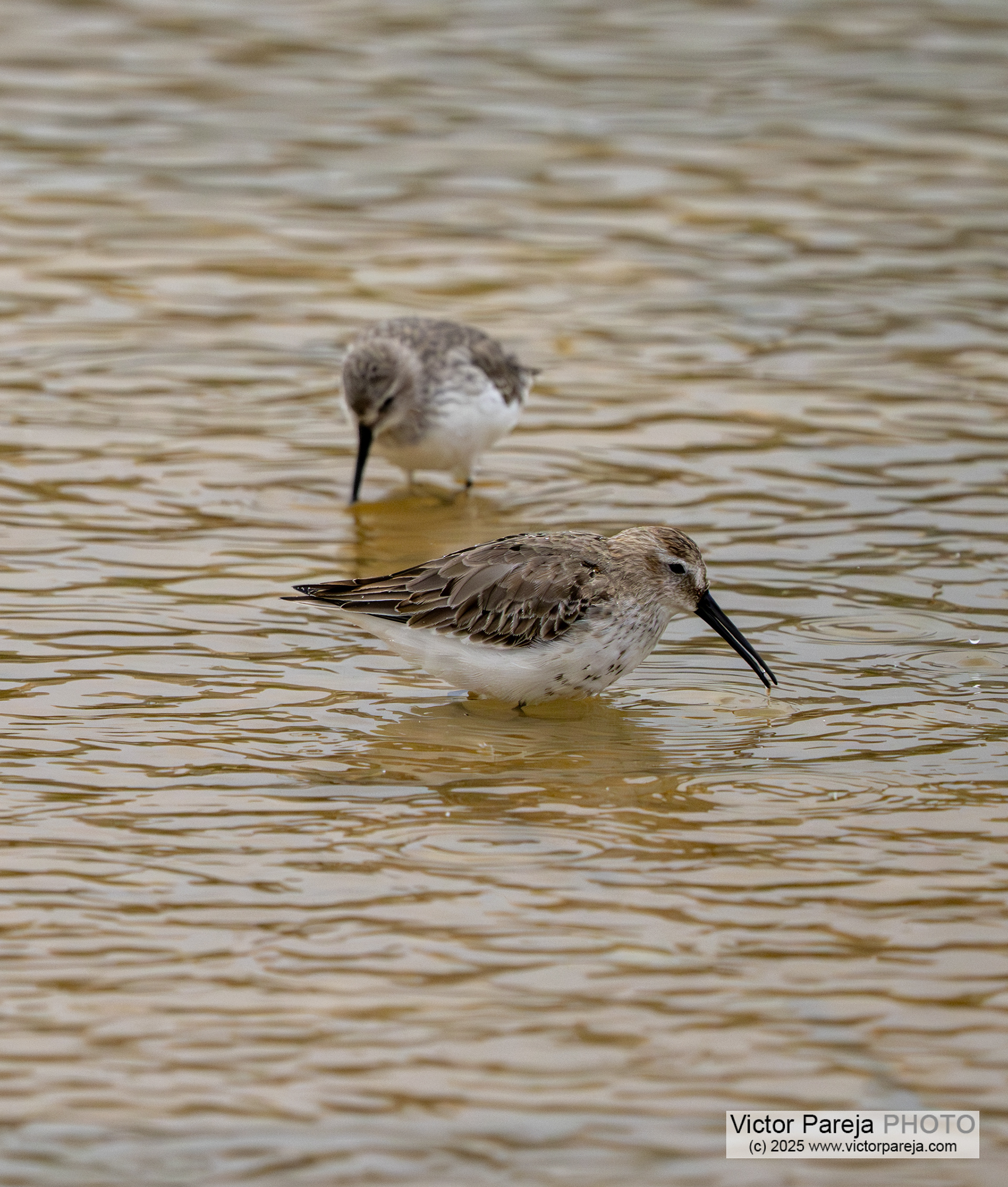 Alpenstrandläufer (Dunlin) Calidris alpina [Malta]