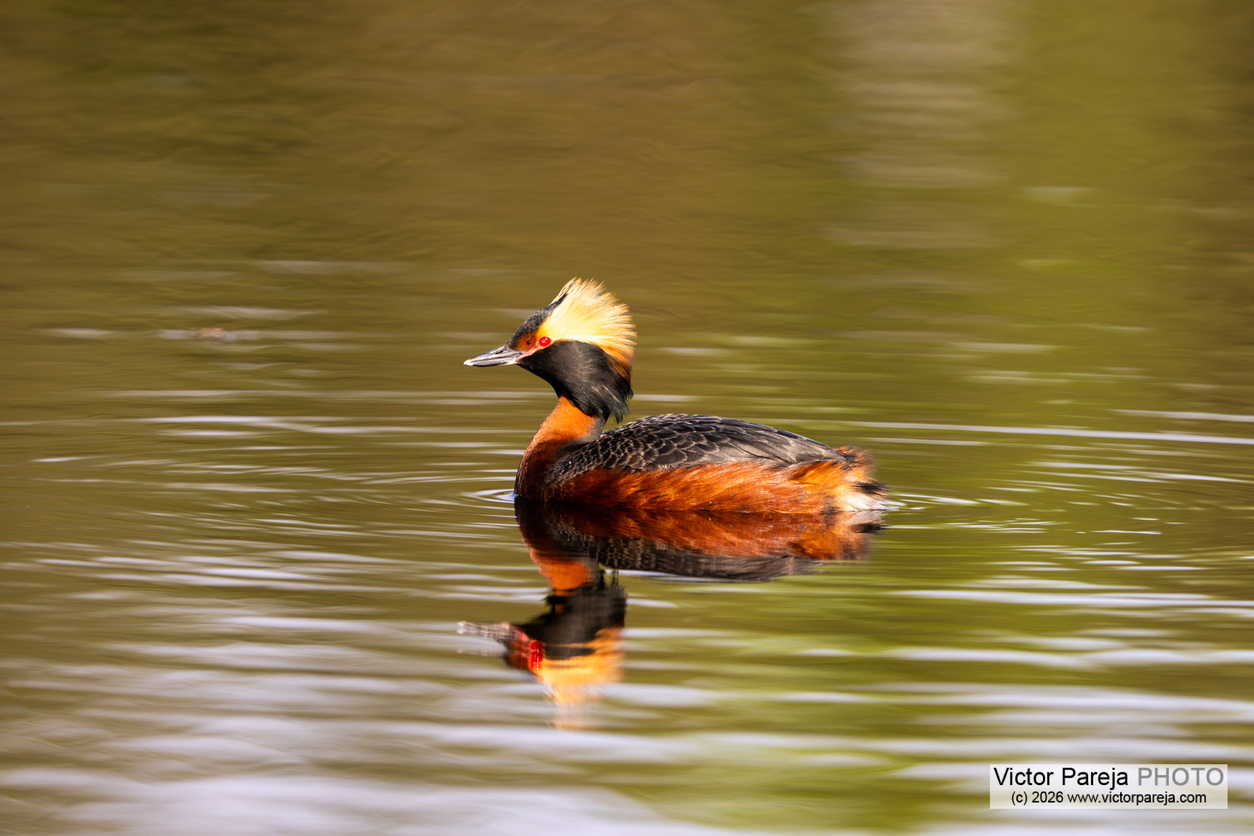 Ohrentaucher / Horned Grebe / Zampullín cuellirrojo (Podiceps auritus)