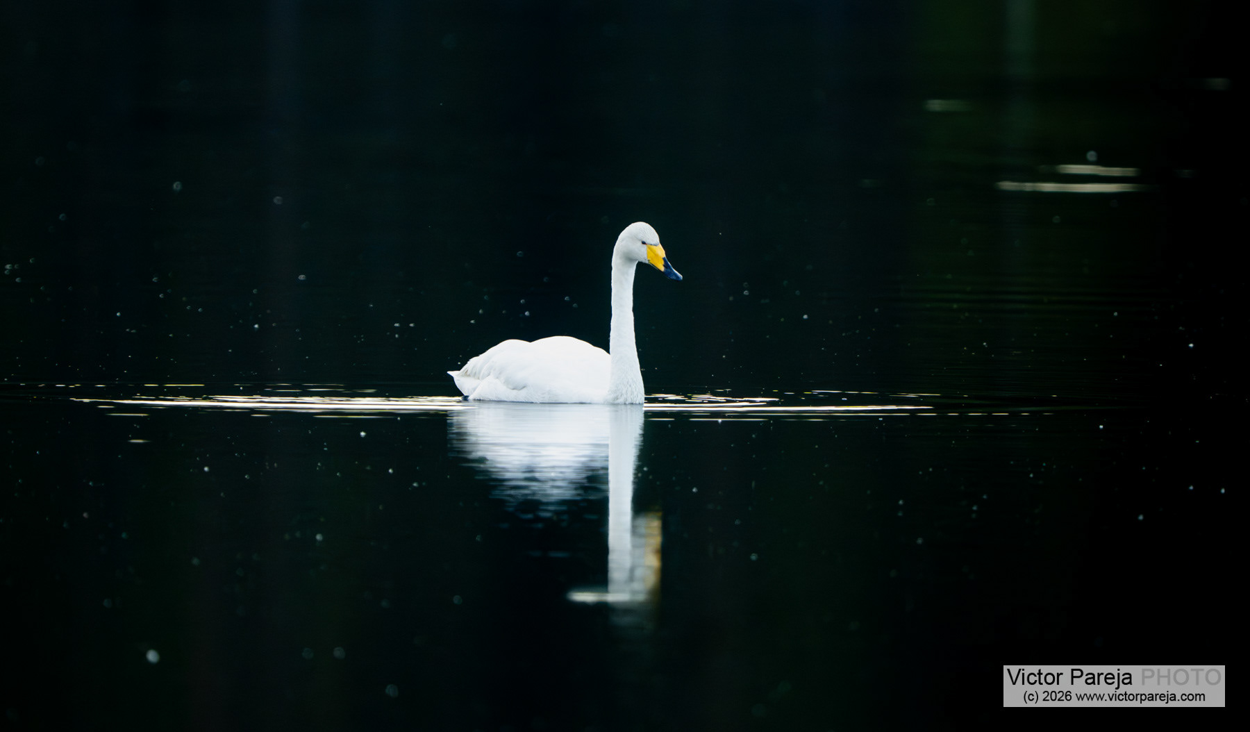 Singschwan / Whooper Swan / Cisne cantor (Cygnus cygnus)