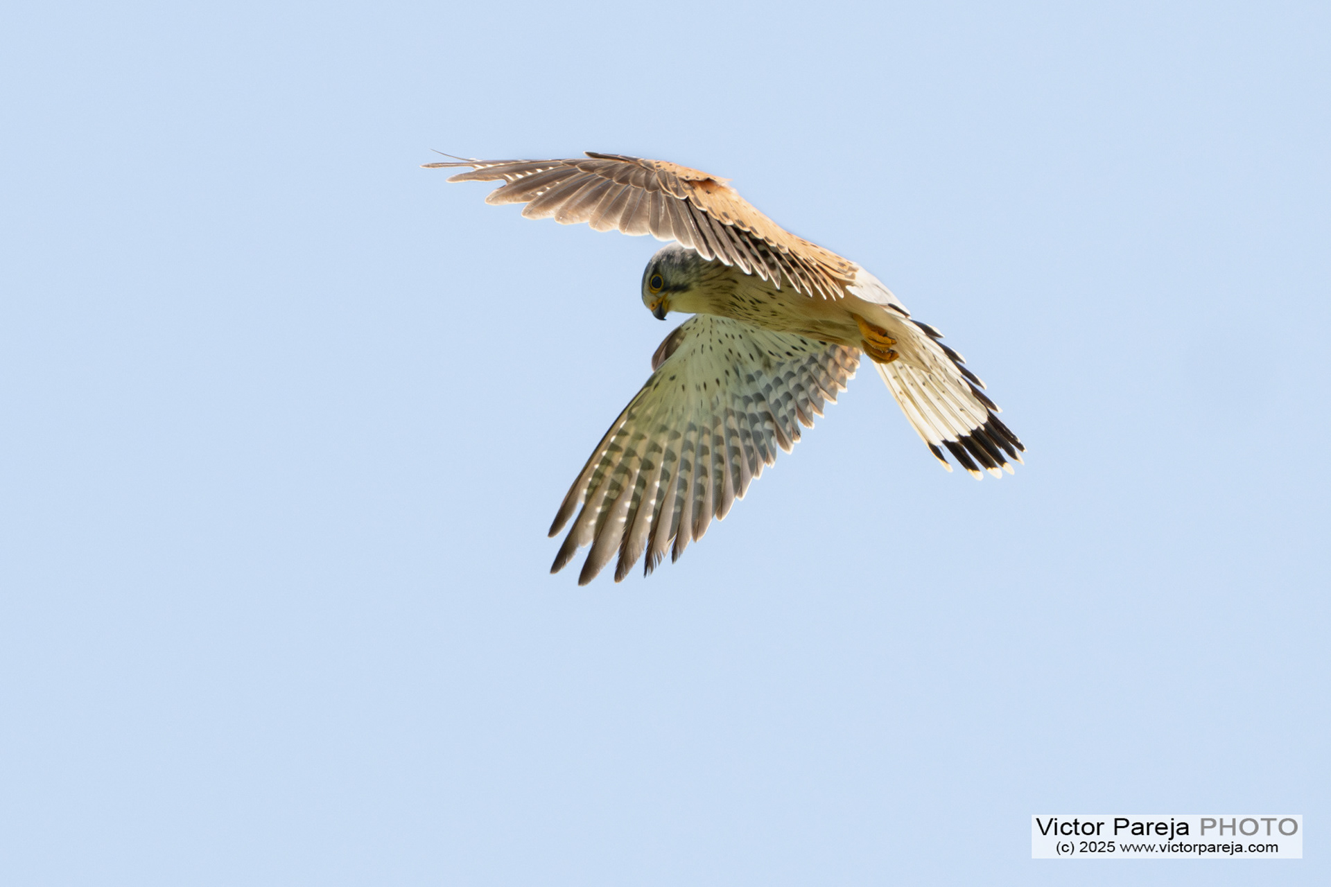 Turmfalke (Kestrel) Falco tinnunculus