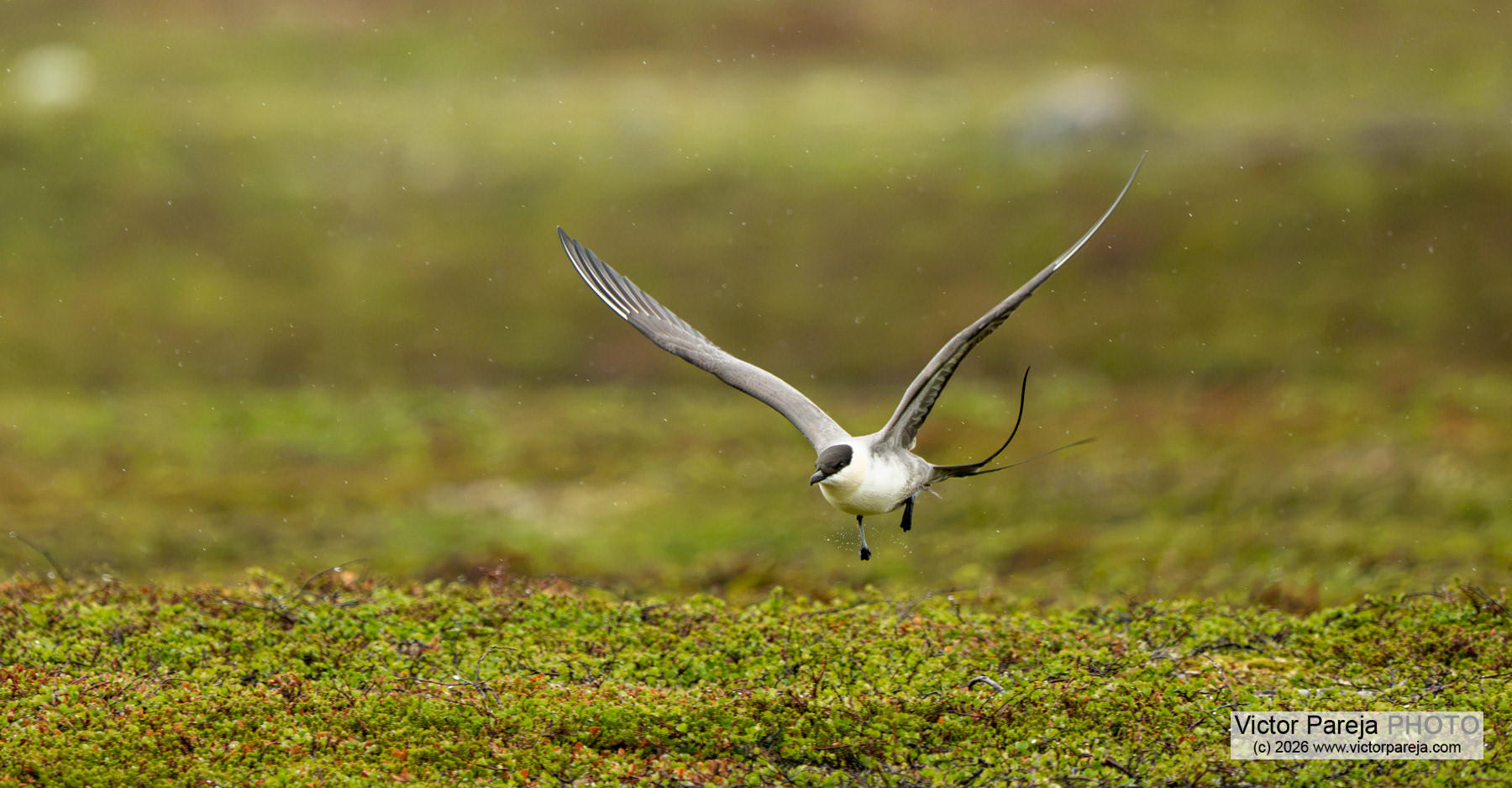 Falkenraubmöwe / Long-tailed Skua / Págalo rabero (Stercorarius longicaudus)