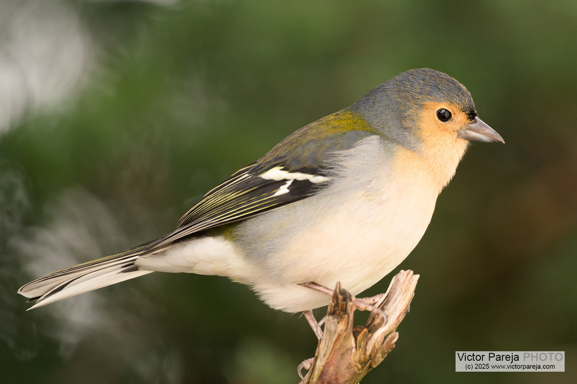 Madeirabuchfink (Madeira chaffinch) Fringilla maderensis [Madeira, Portugal]