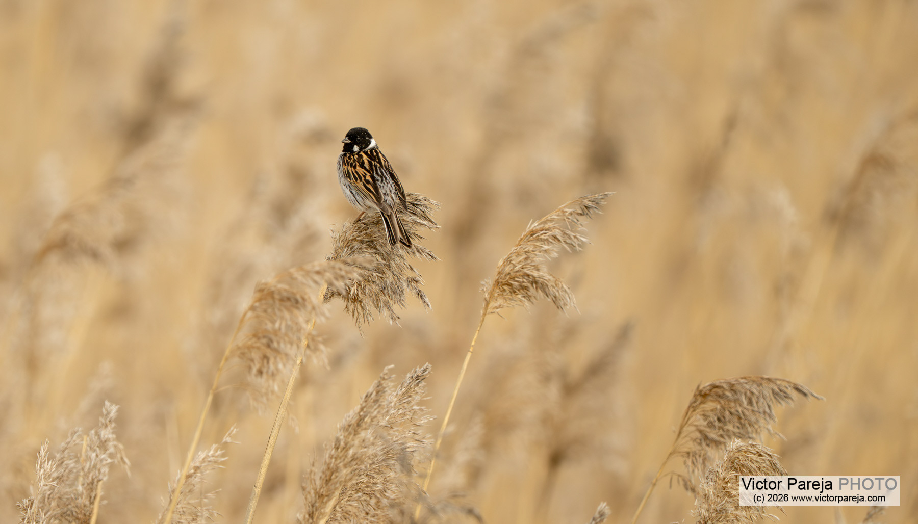 Rohrammer / Reed Bunting / Escribano palustre (Emberiza schoeniclus)