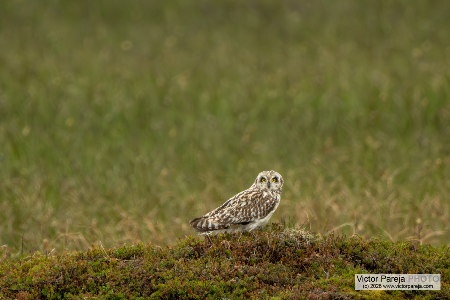 Sumpfohreule / Short-eared Owl / Búho campestre (Asio flammeus)