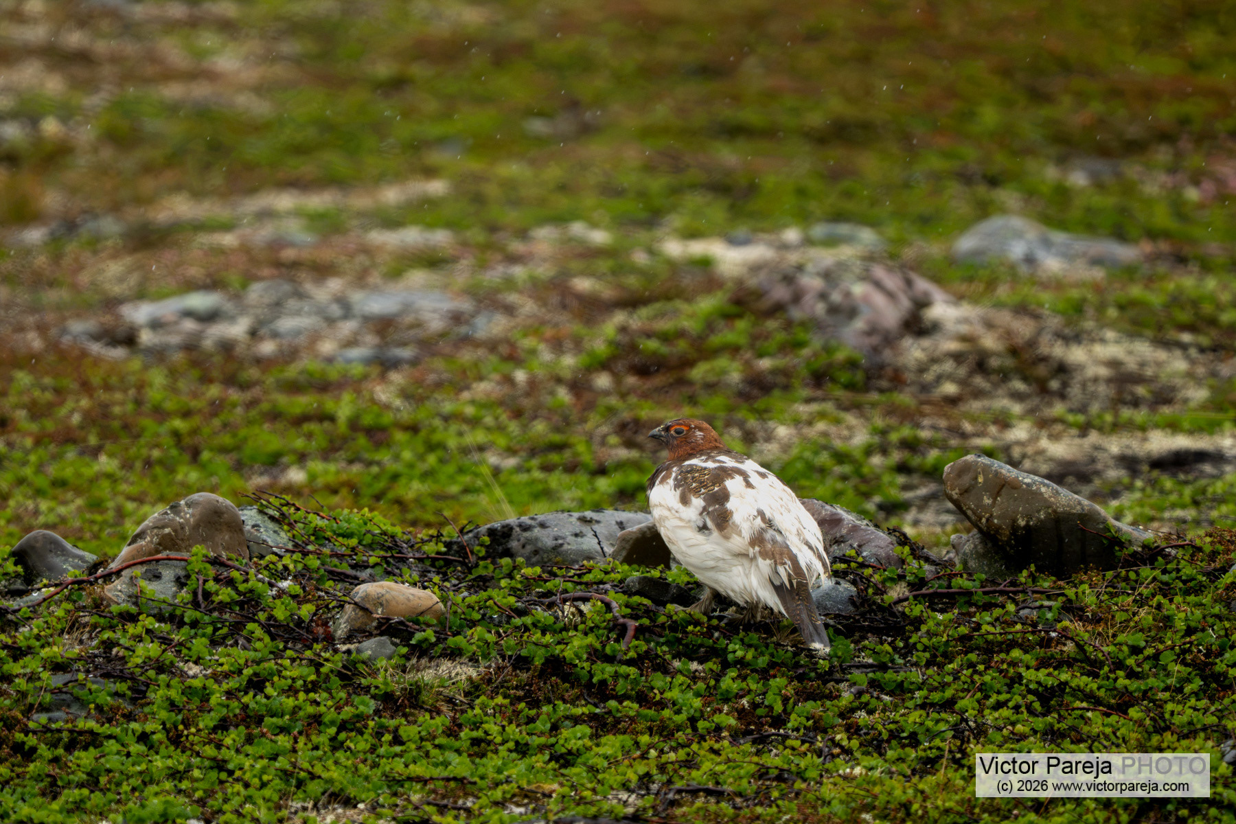 Moorschneehuhn / Willow Ptarmigan / Lagópodo común (Lagopus lagopus)