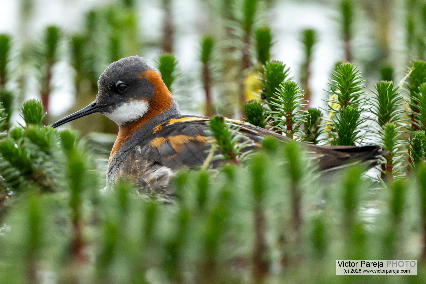 Odinshühnchen / Red-necked Phalarope / Falaropo picofino (Phalaropus lobatus)
