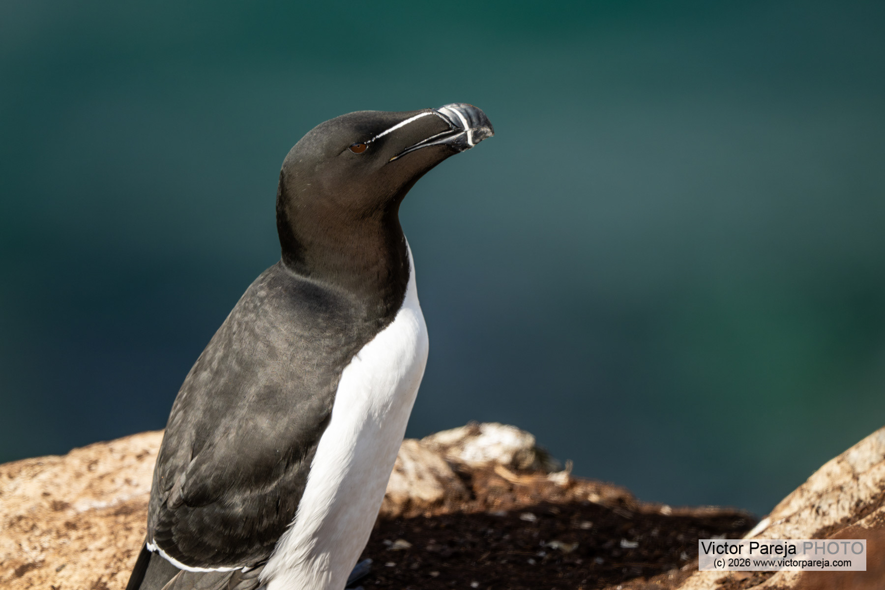 Tordalk / Razorbill / Alca común (Alca torda)