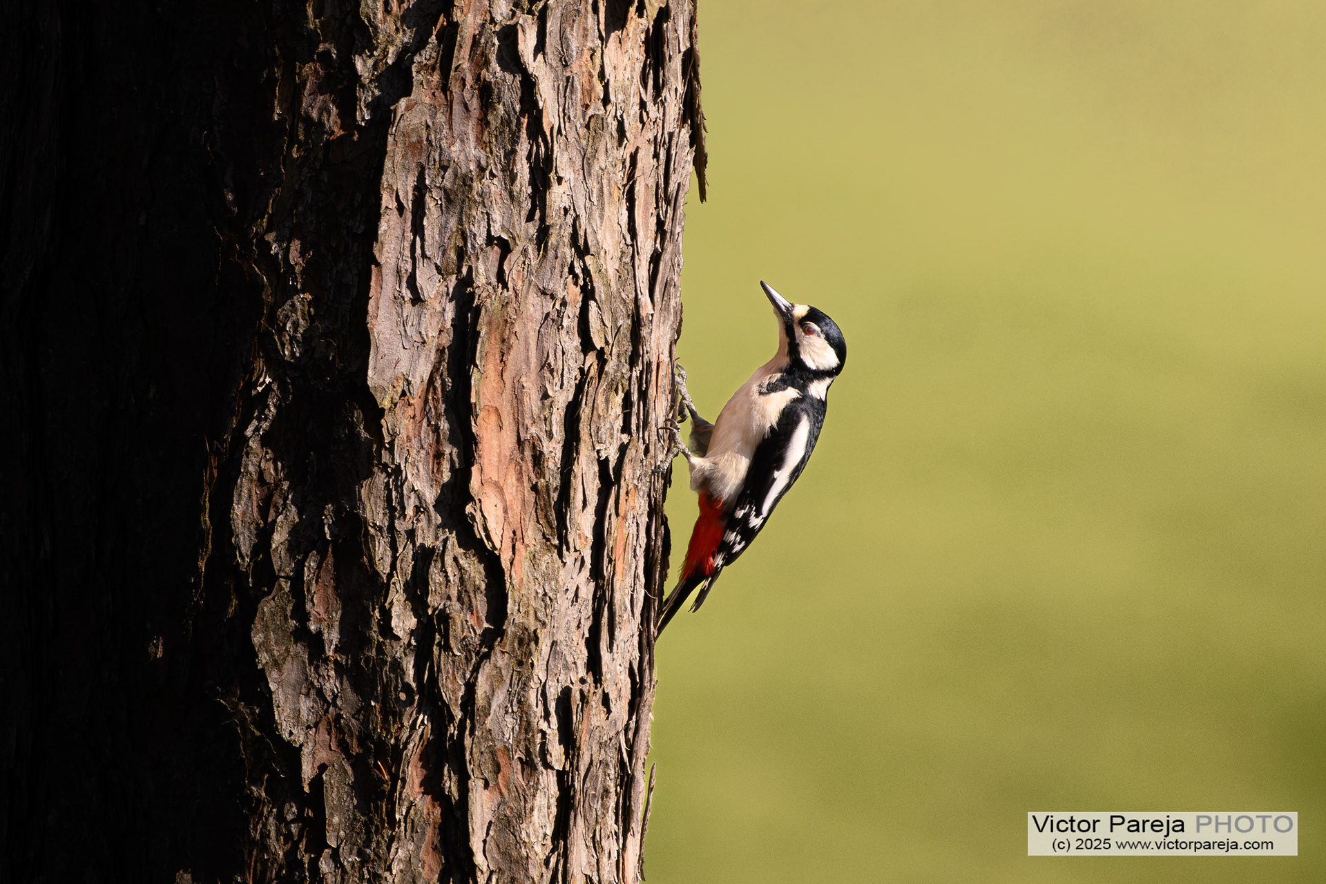 Buntspecht (Spotted woodpecker) Dendrocopos major