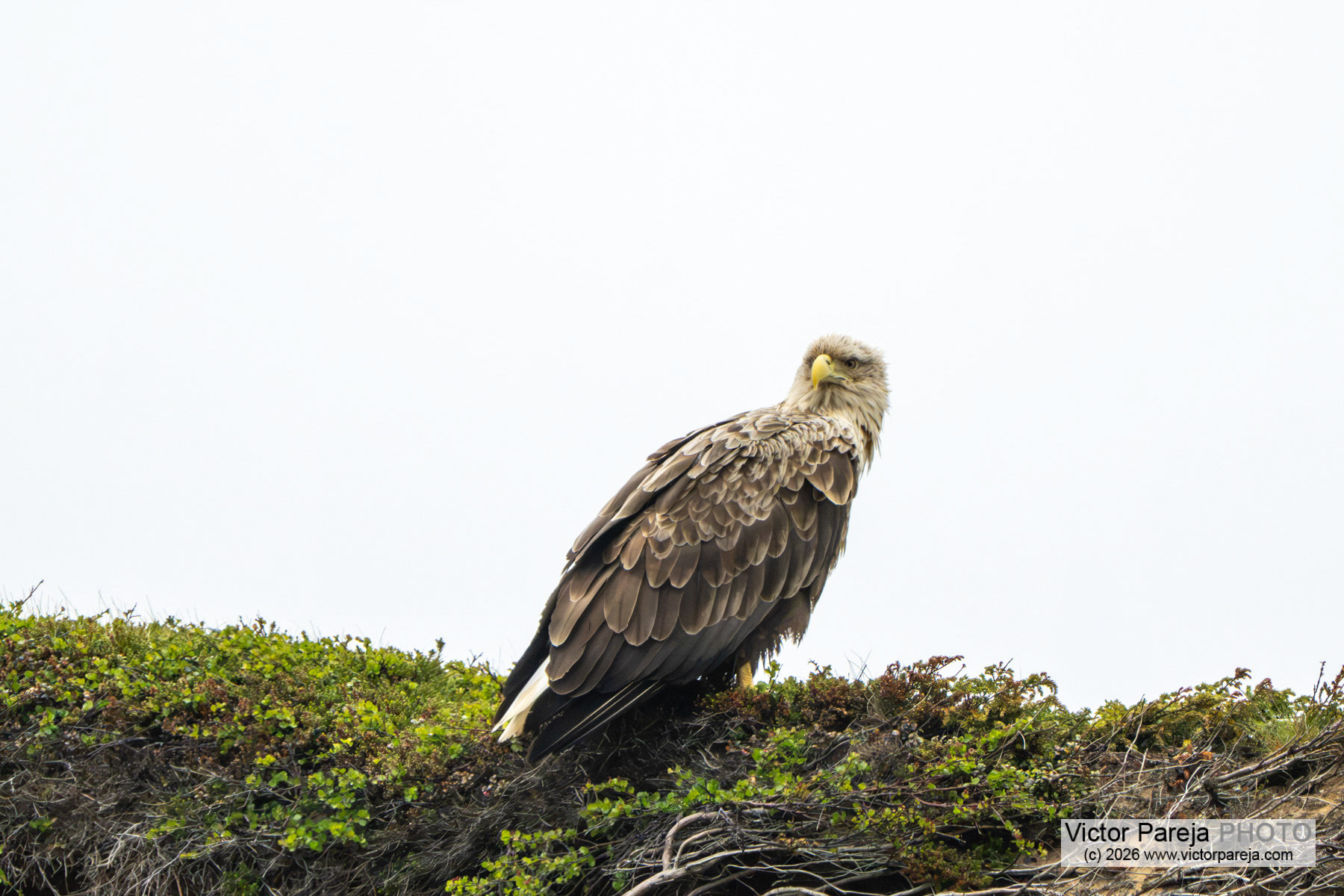 Seeadler / White-tailed Eagle / Pigargo europeo (Haliaeetus albicilla)