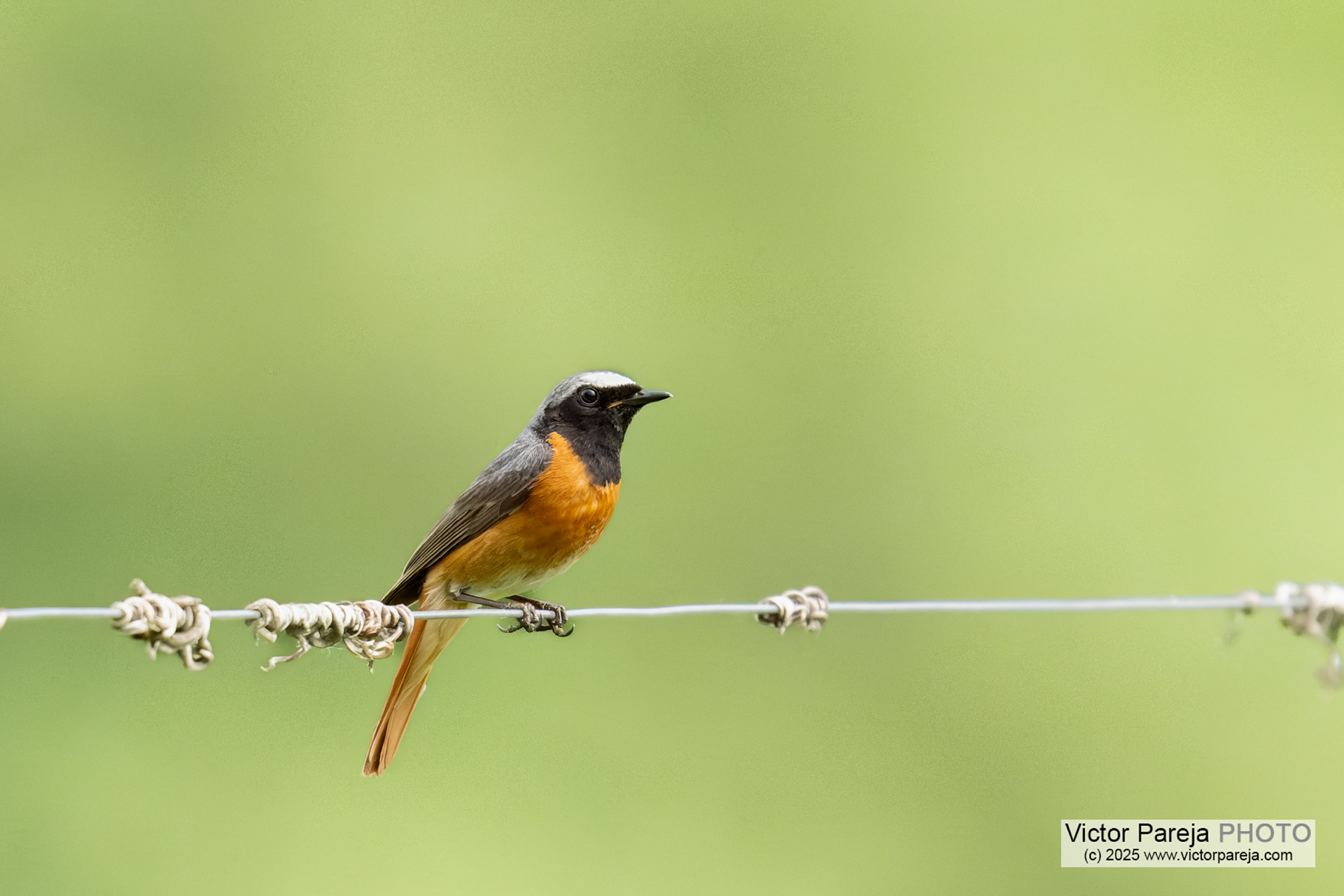 Gartenrotschwanz (Redstart) Phoenicurus phoenicurus [Baden-Württemberg, Deutschland]