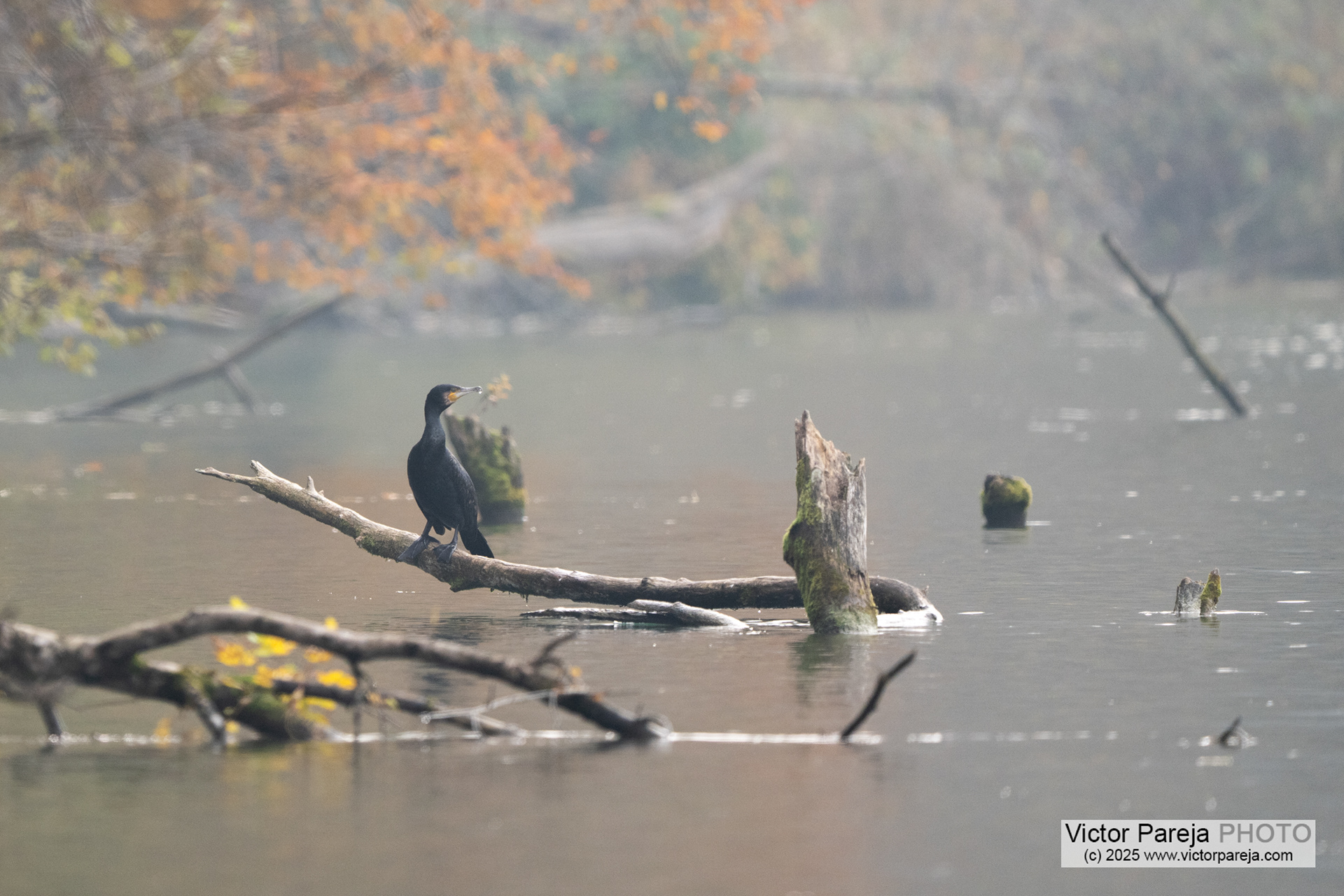Kormoran (Great Cormoran) Phalacrocorax carbo