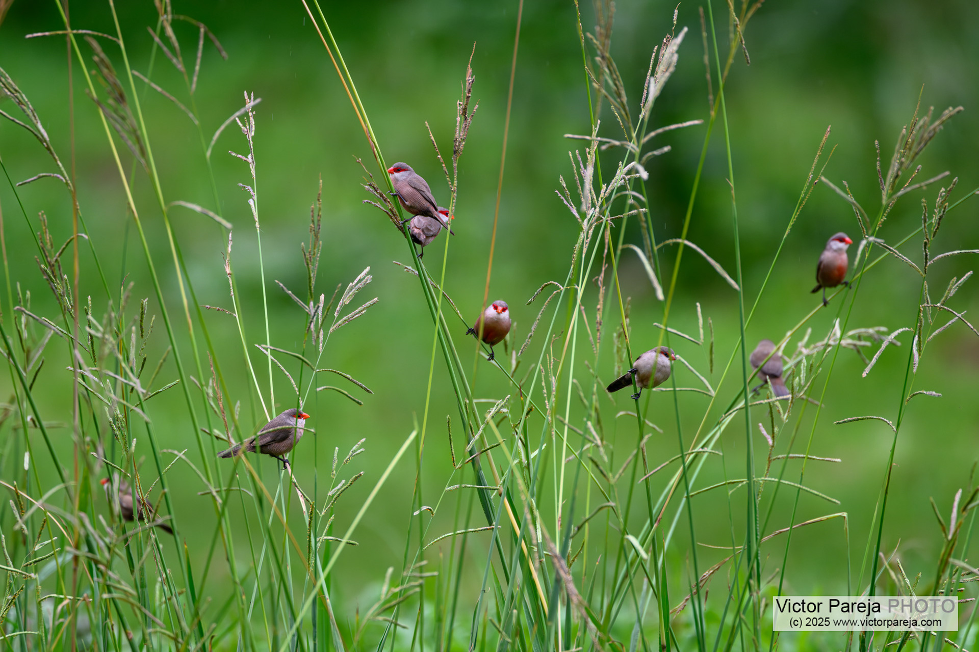Wellenastrild (Common Waxbill) Estrilda astrild [São Miguel, Azores, Portugal]