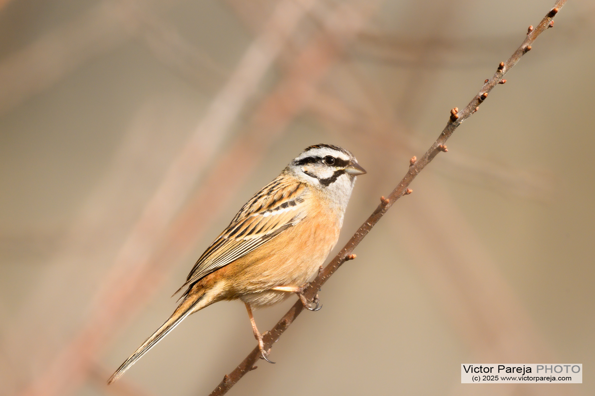 Zippammer (Rock bunting) Emberiza cia