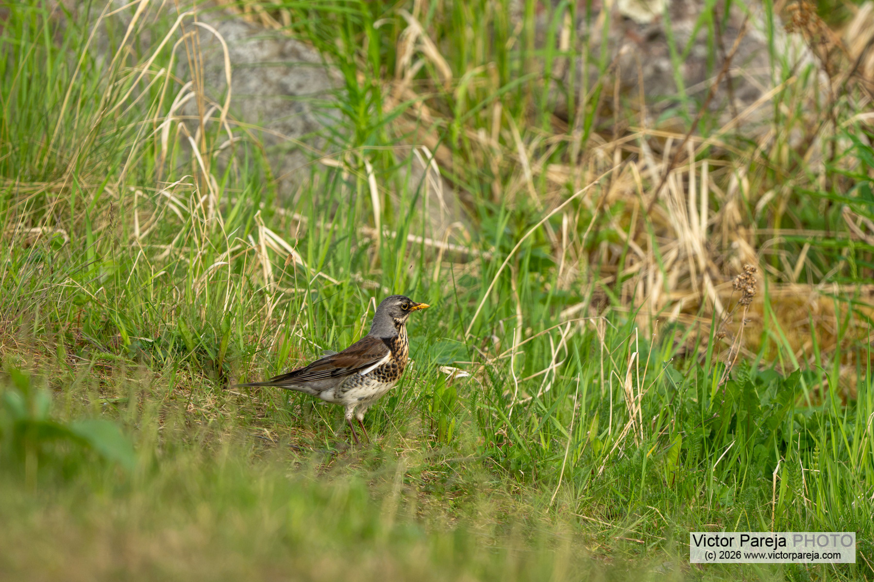 Wacholderdrossel / Fieldfare / Zorzal real (Turdus pilaris)