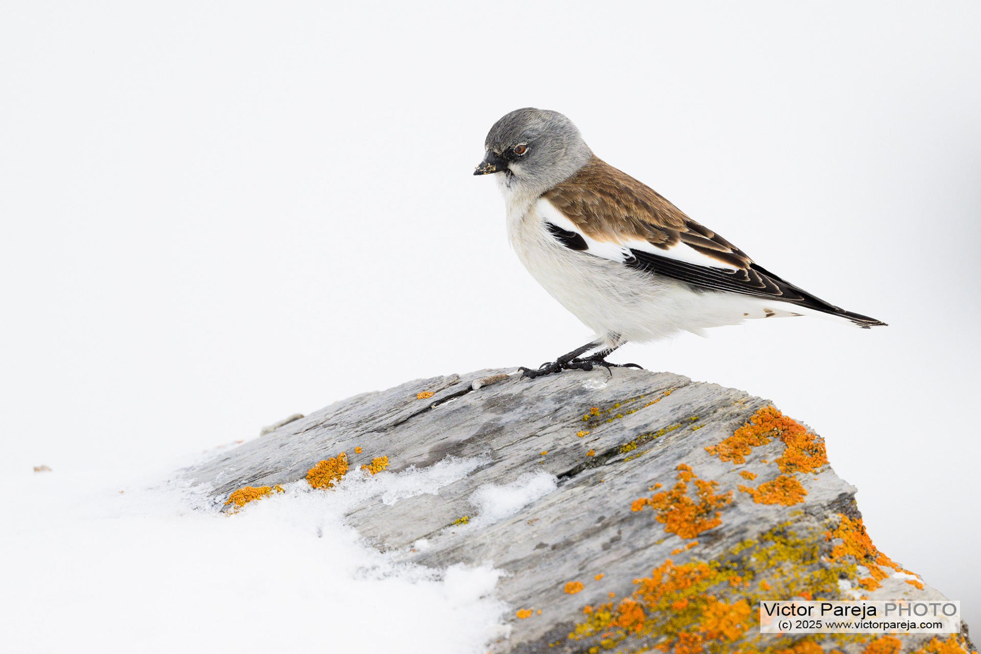 Schneesperling (Snow sparrow) Montifringilla nivalis