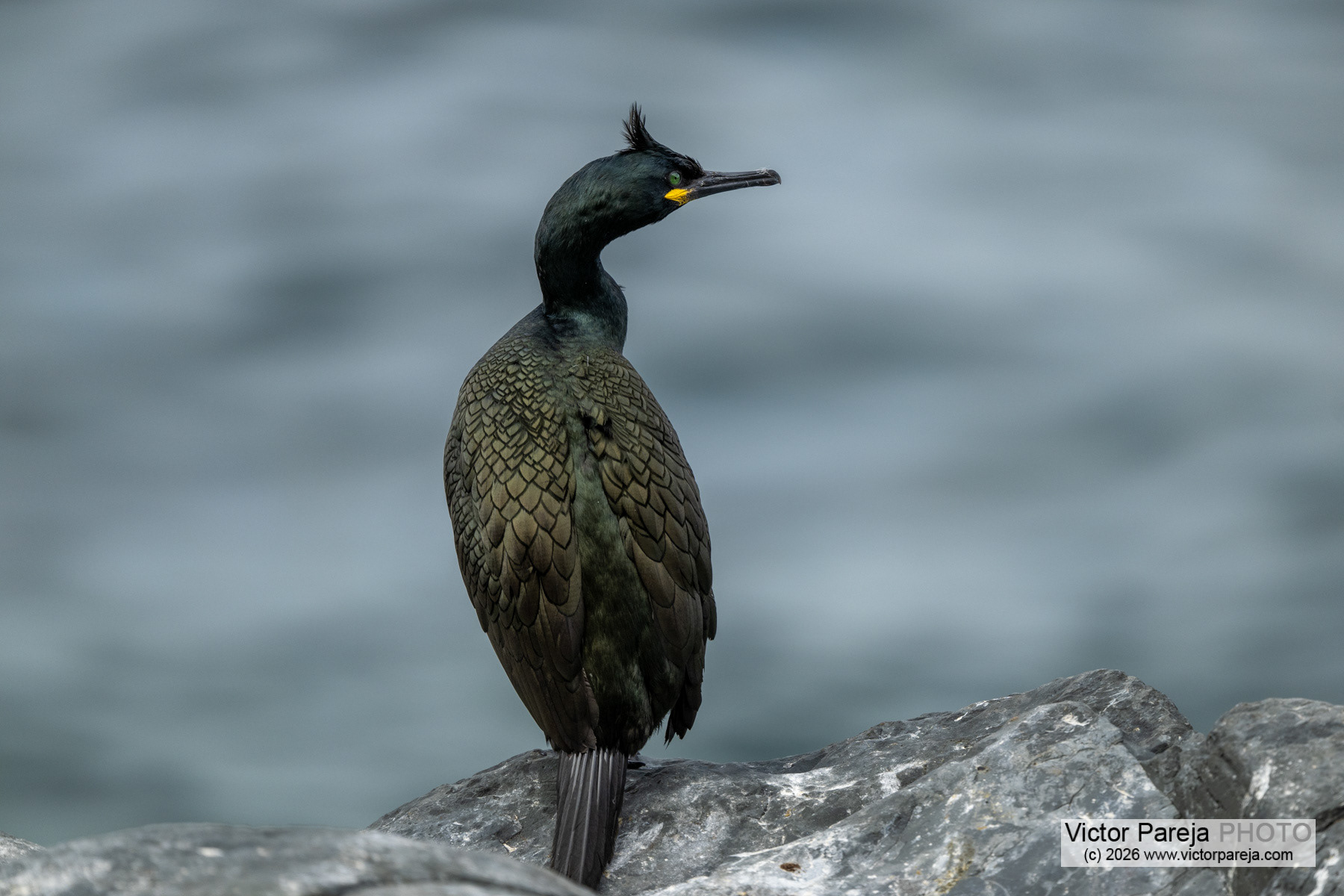 Krähenscharbe / European Shag / Cormorán moñudo (Gulosus aristotelis)