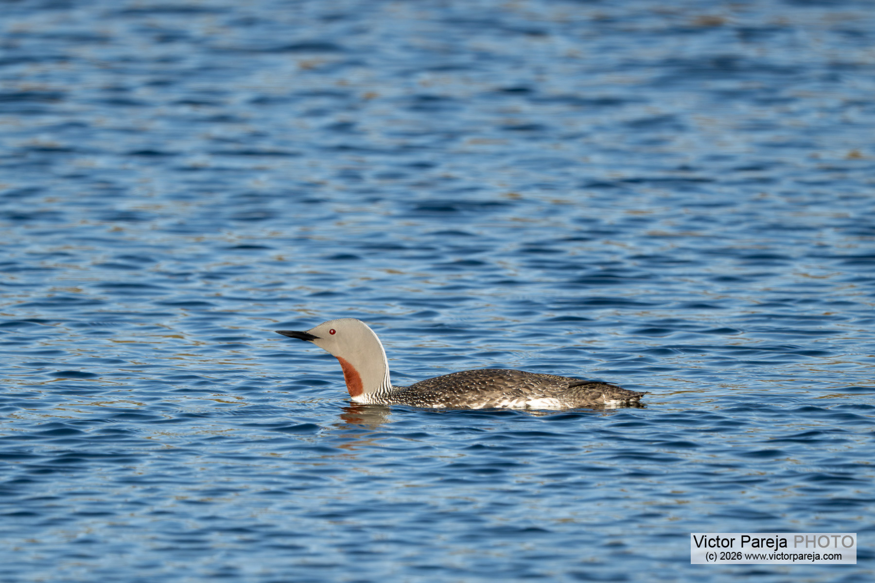 Sterntaucher / Red-throated Diver / Colimbo chico (Gavia stellata)