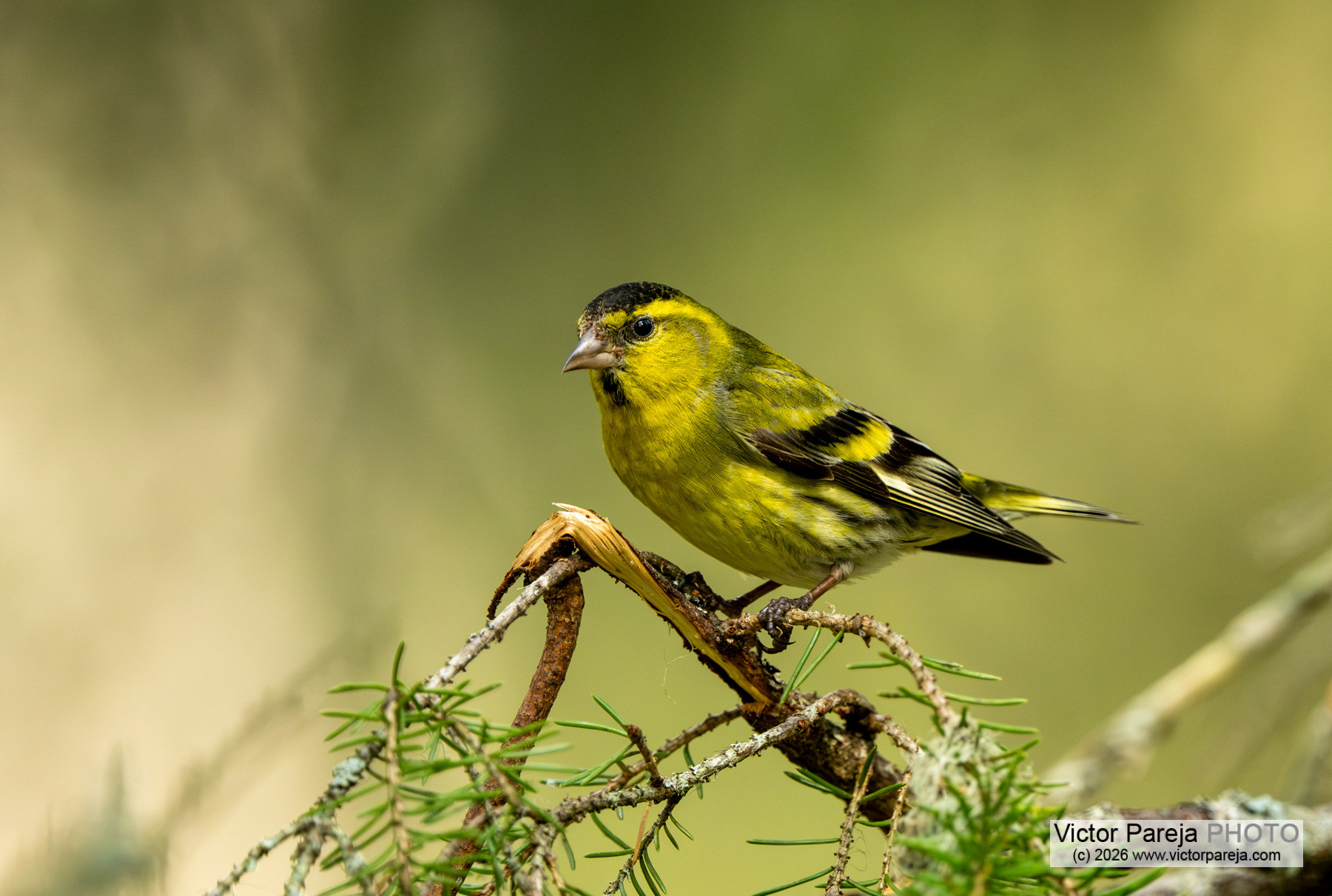 Erlenzeisig / Eurasian Siskin / Lúgano (Spinus spinus)