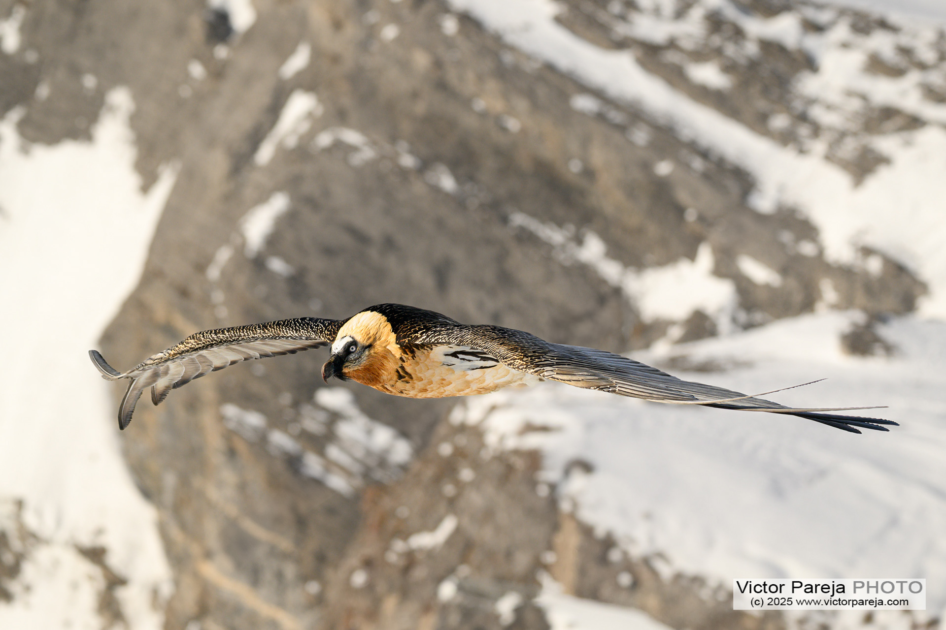 Bartgeier (Bearded vulture) Gypaetus barbatus