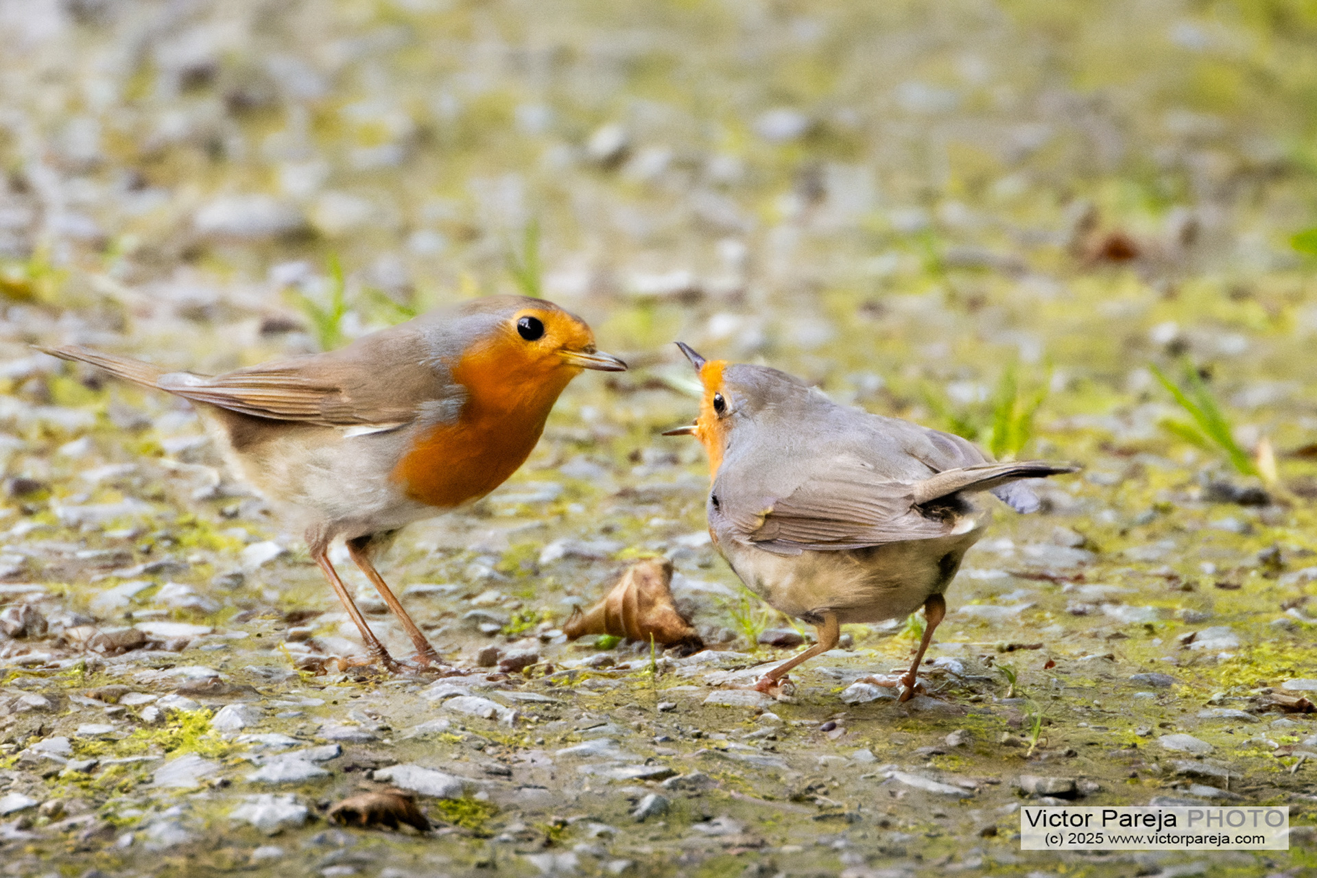 Rotkelchen (European Robin) Erithacus rubecula