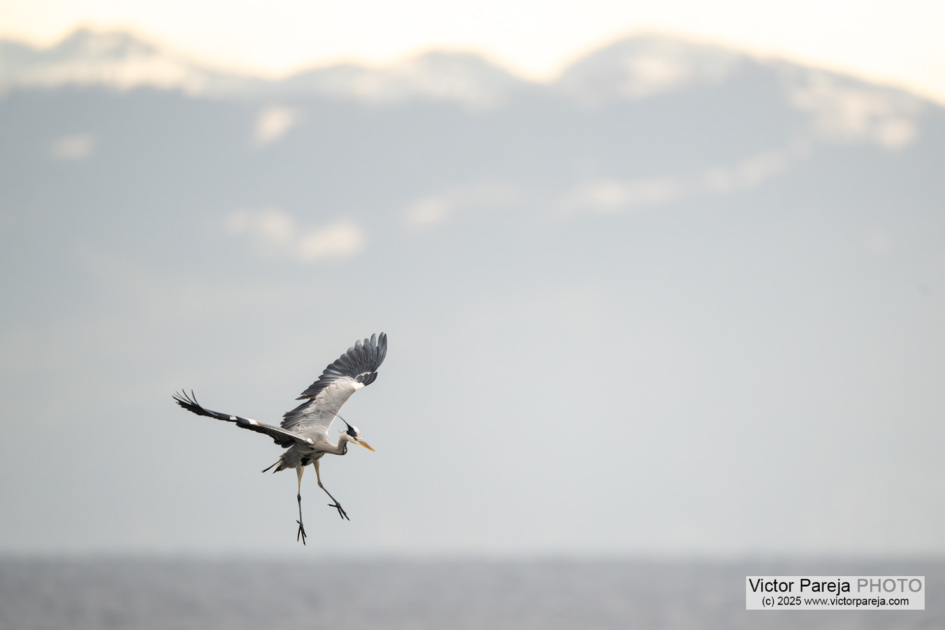 Graureiher (Grey heron) Ardea cinerea