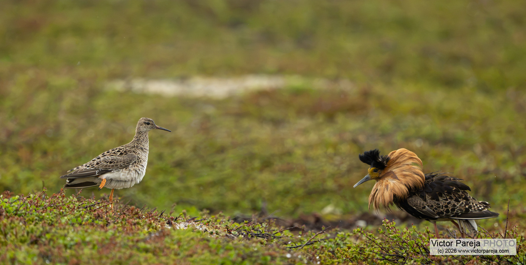 Kampfläufer / Ruff / Combatiente (Calidris pugnax)