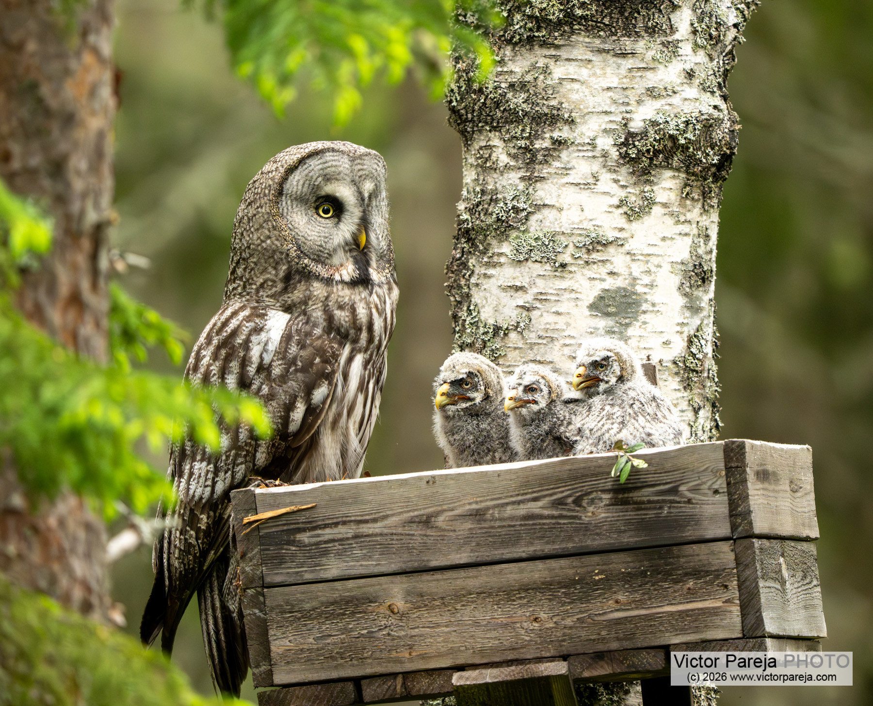 Bartkauz / Great Grey Owl / Cárabo lapón (Strix nebulosa)