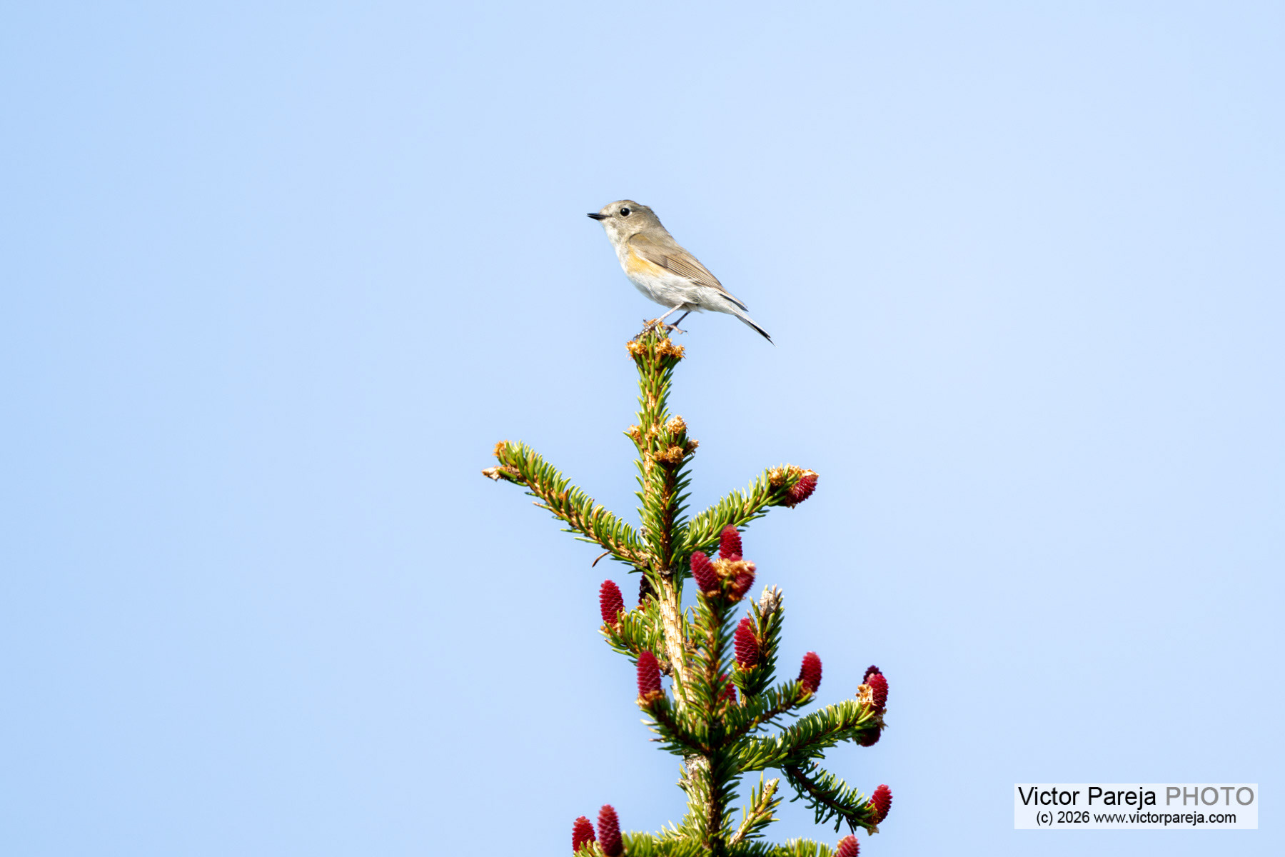 Blauschwanz / Red-flanked Bluetail / Ruiseñor coliazul (Tarsiger cyanurus)