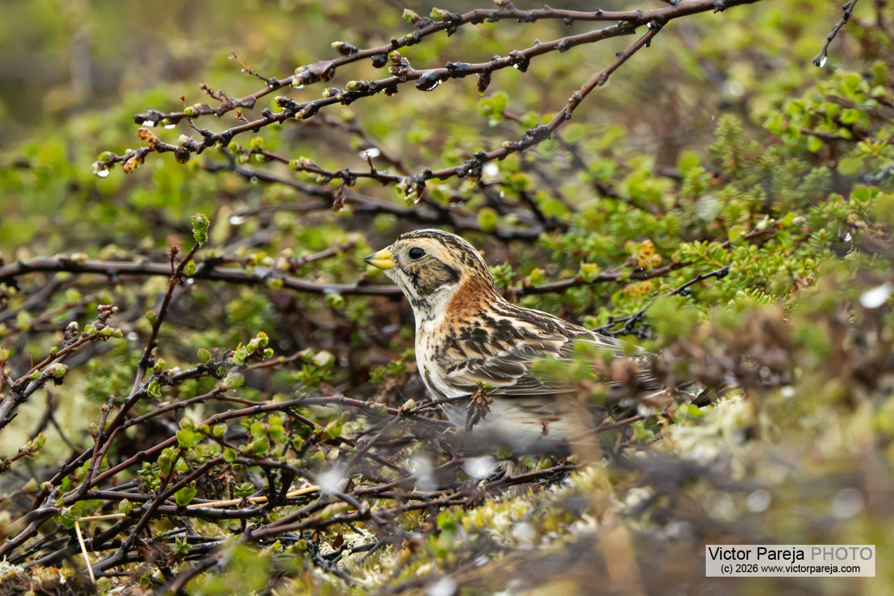 Spornammer / Lapland Longspur / Escribano lapón (Calcarius lapponicus)