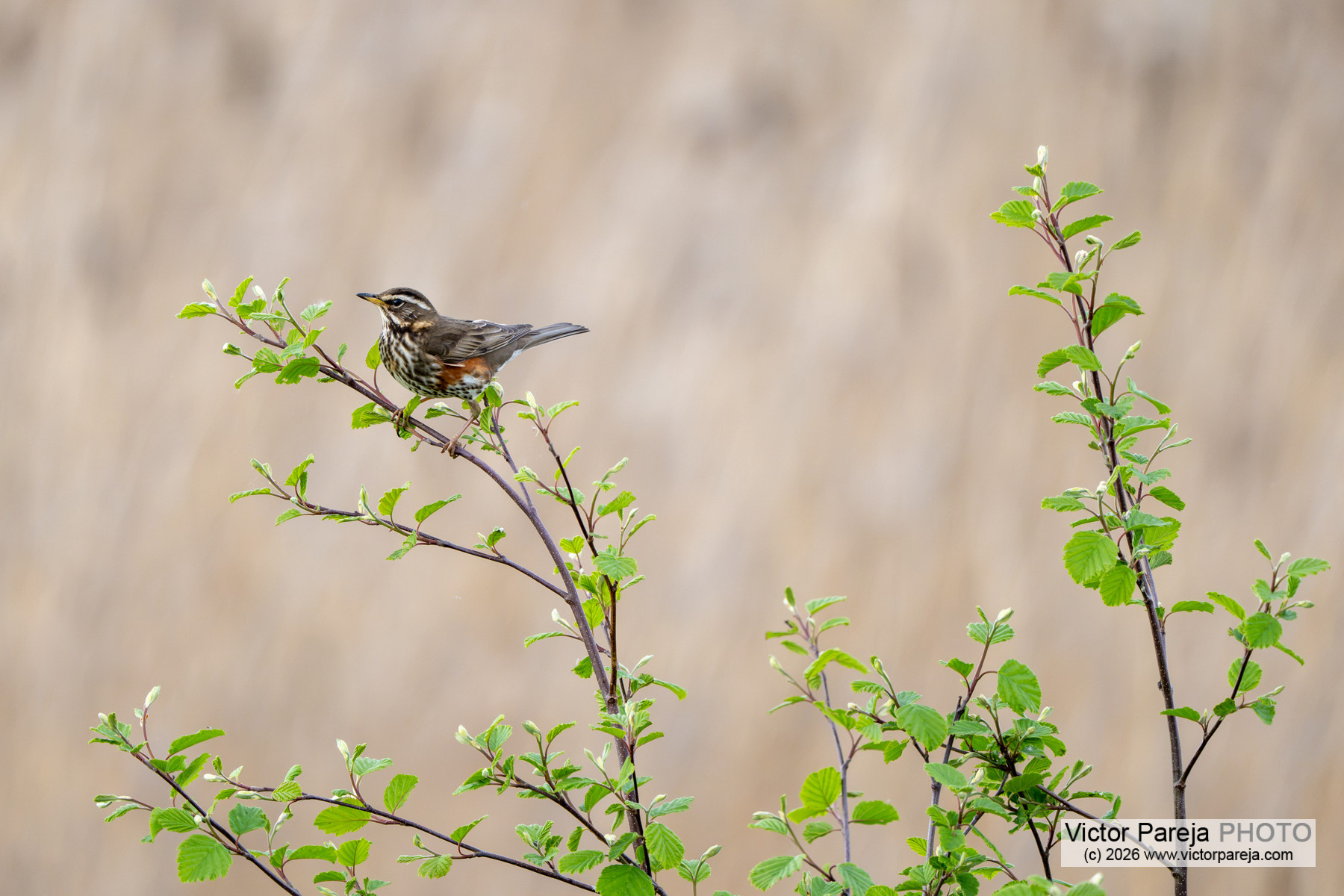 Rotdrossel / Redwing / Zorzal alirrojo (Turdus iliacus)