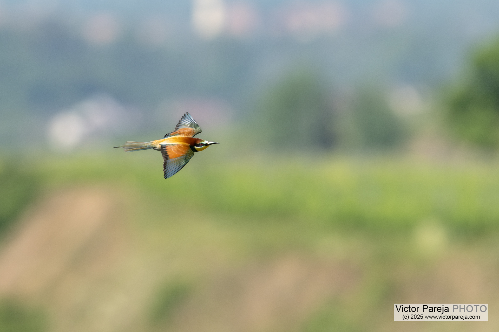 Bienenfresser (Bee-eater) Merops apiaster [Baden-Württemberg, Deutschland]