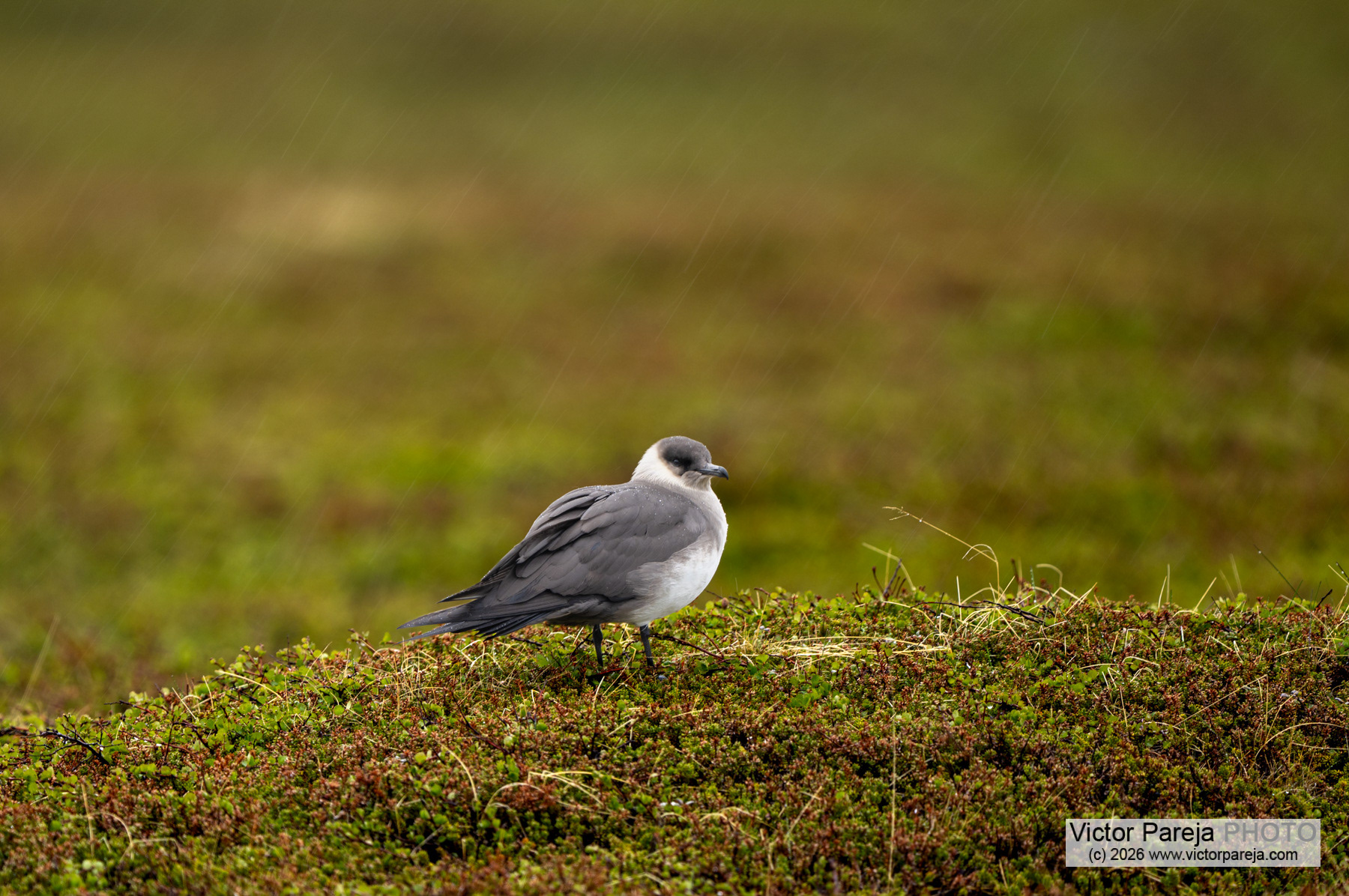 Schmarotzerraubmöwe / Arctic Skua / Págalo parásito (Stercorarius parasiticus)