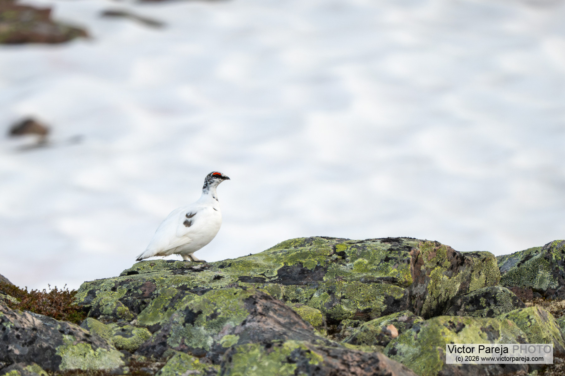 Alpenschneehuhn / Rock Ptarmigan / Lagópodo alpino (Lagopus muta)