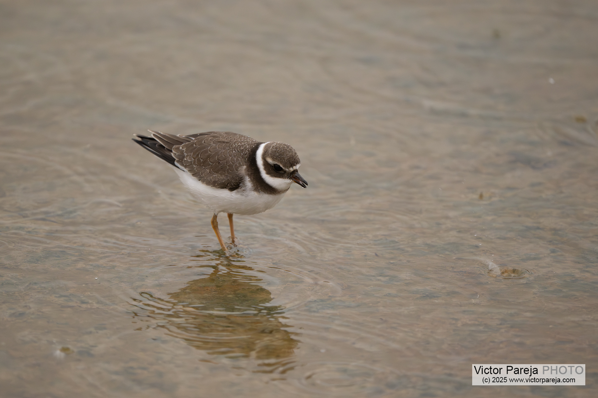 Sandregenpfeifer (Common Ringed Plover) Charadrius hiaticula [Malta]