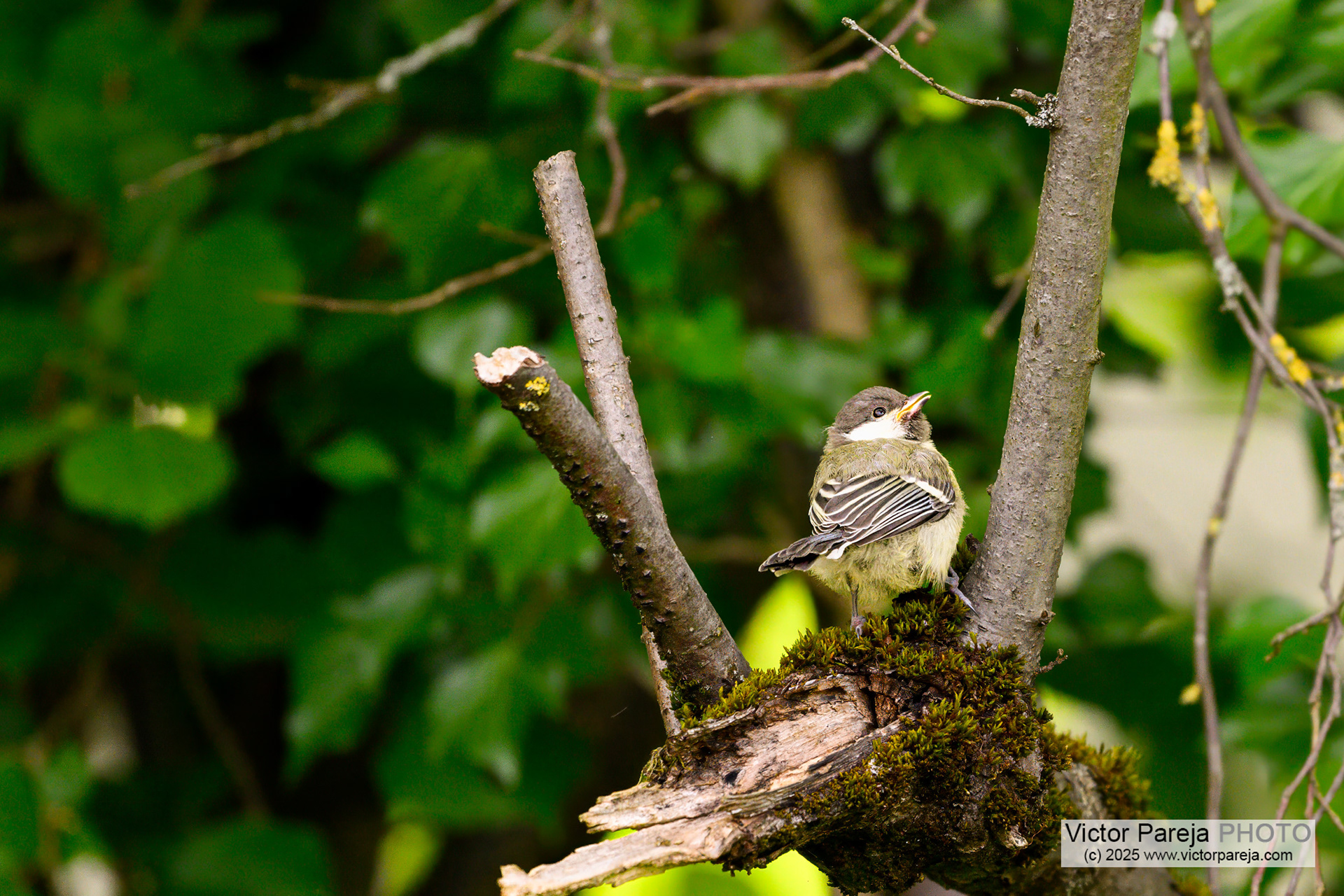Junge Kohlmeise (Young Coal tit) Parus major